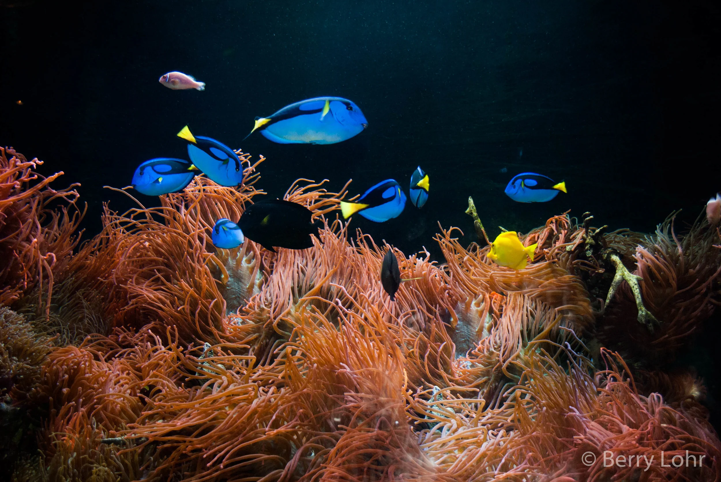 Fish 5
