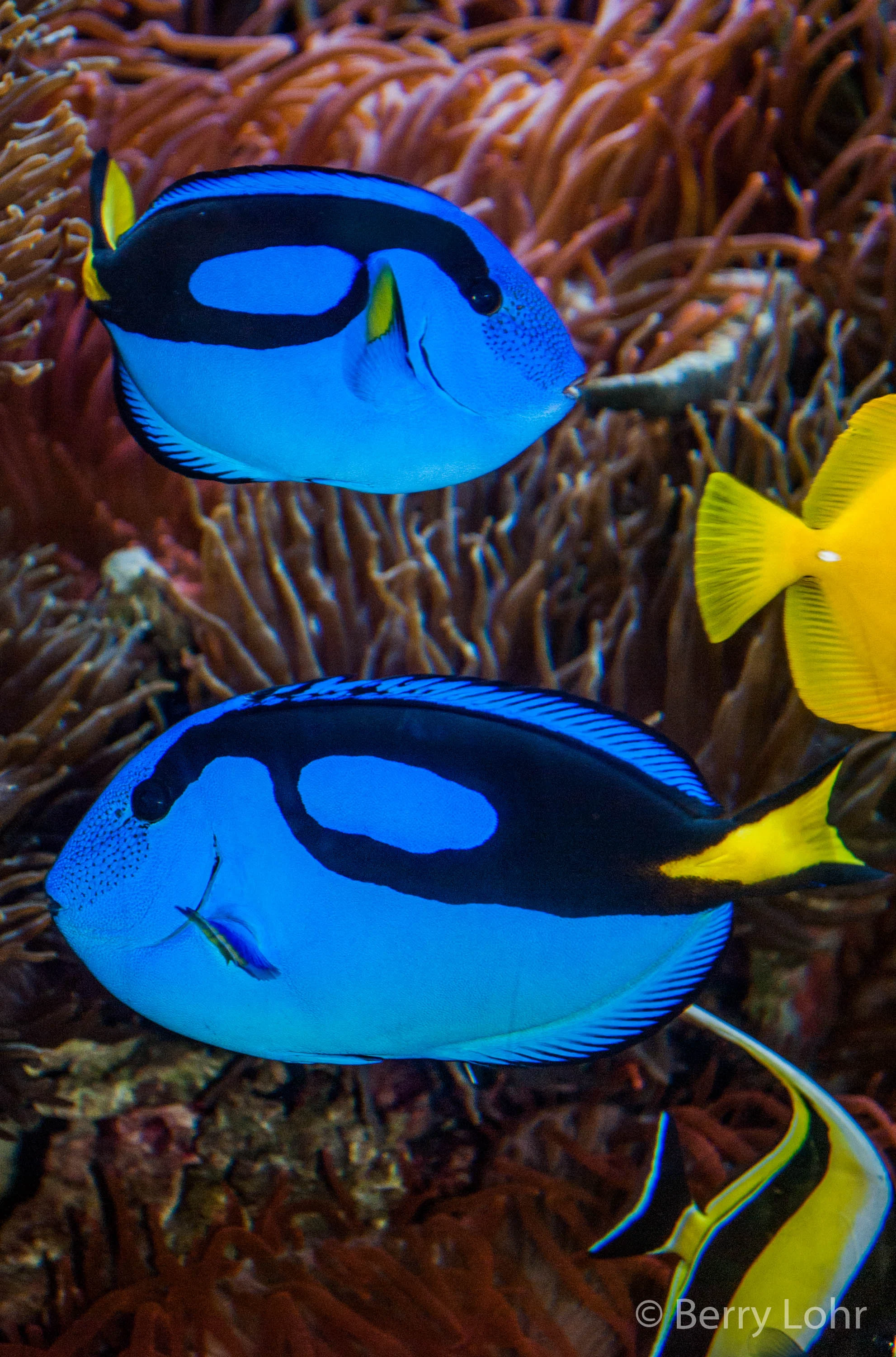 Fish 9