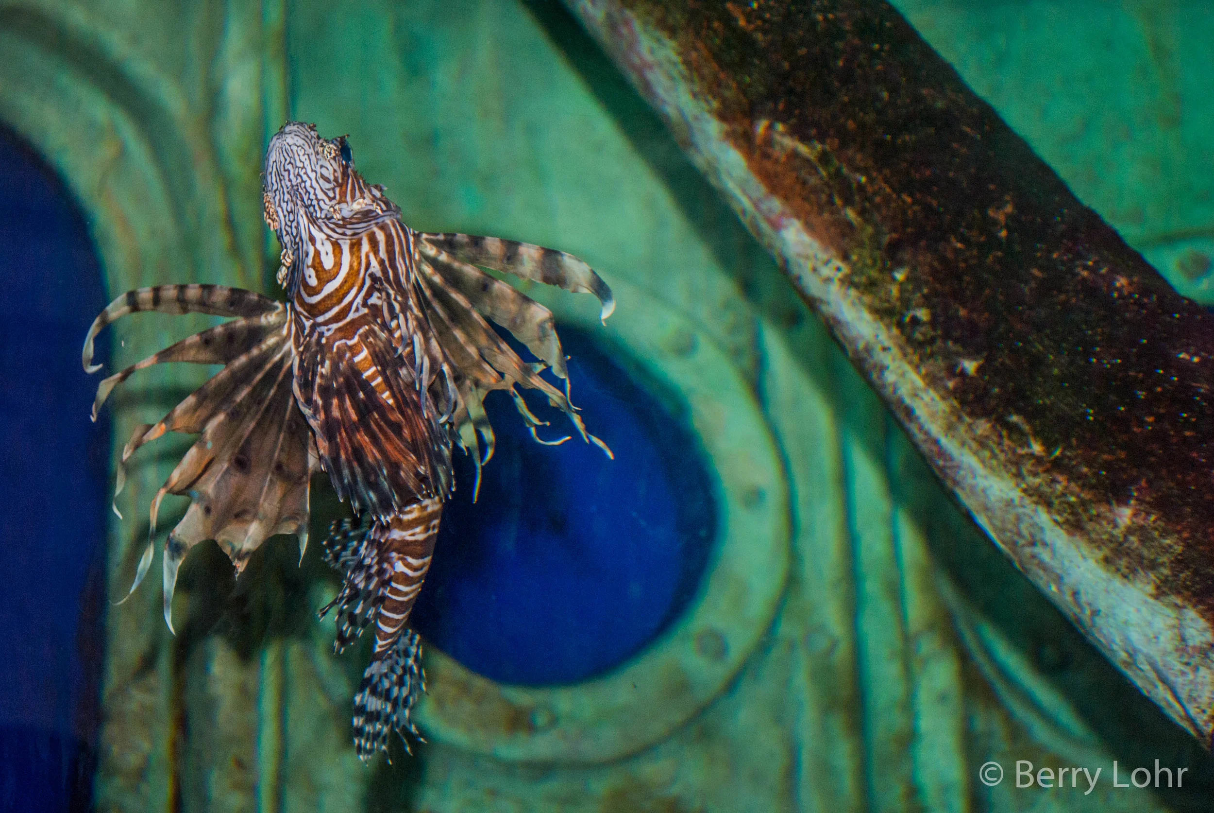 Fish 10