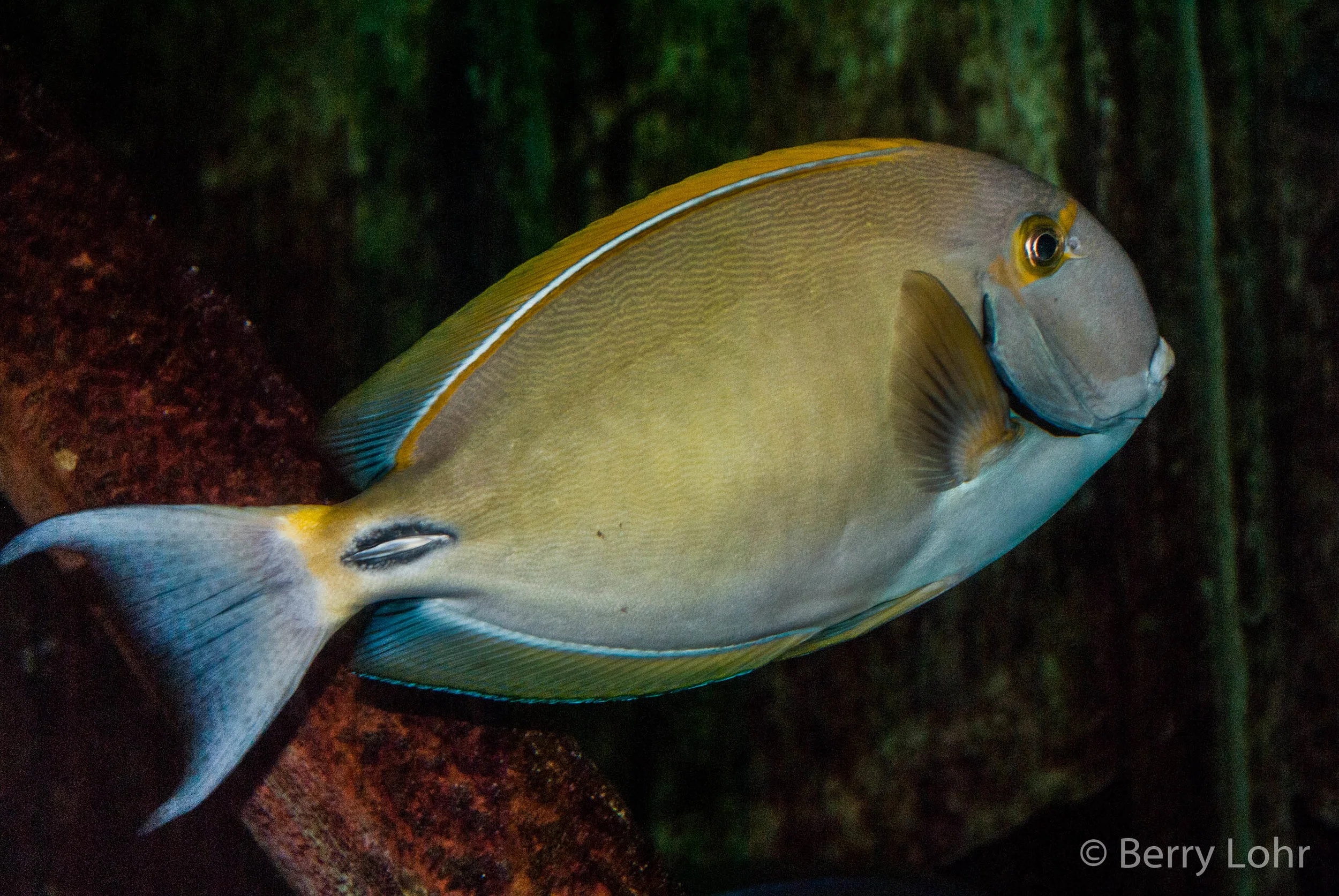 Fish 11