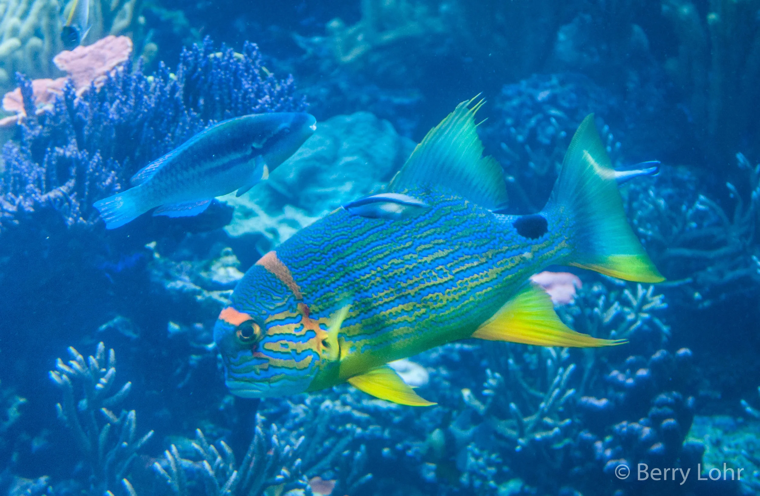 Fish 16
