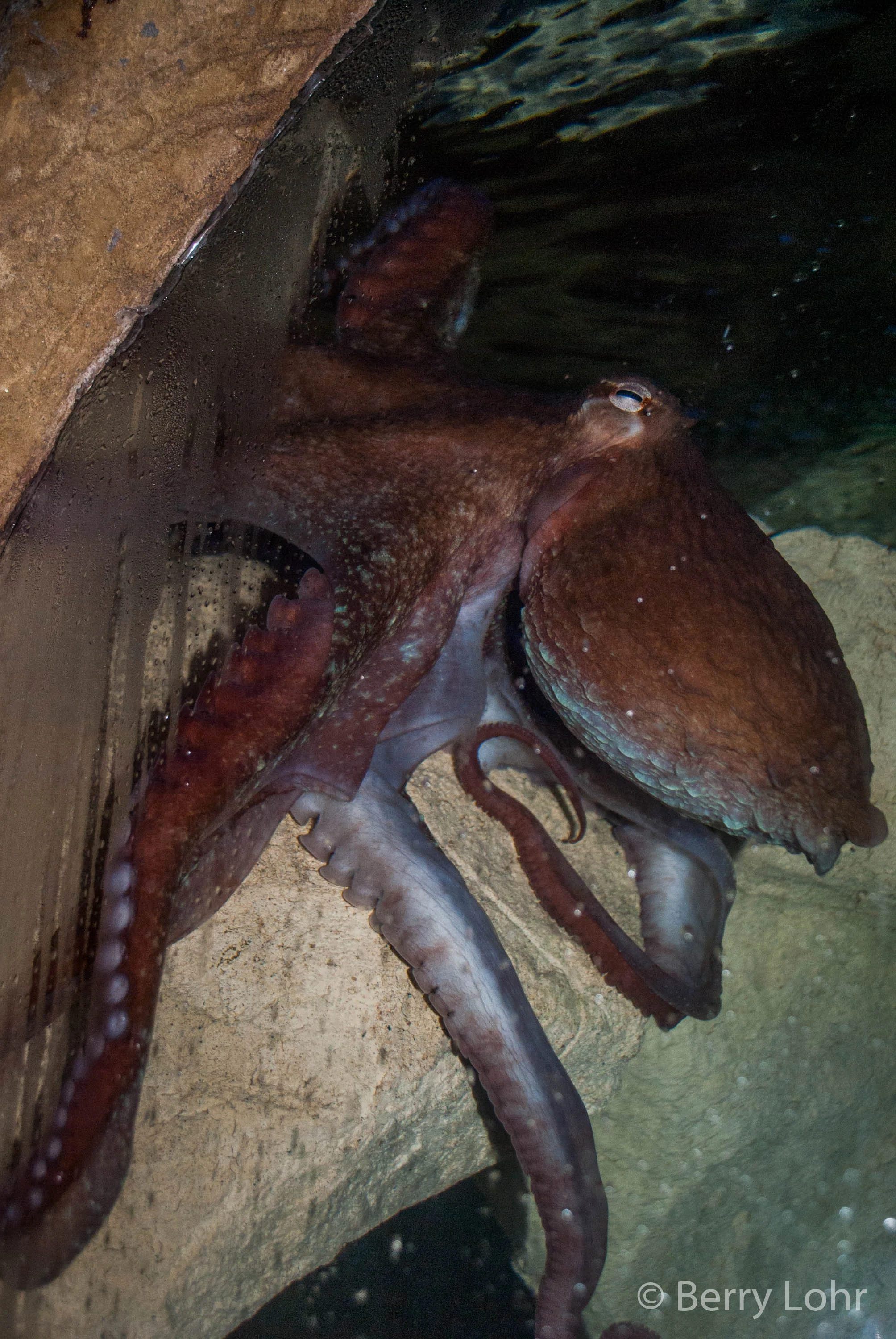 Octopus 1