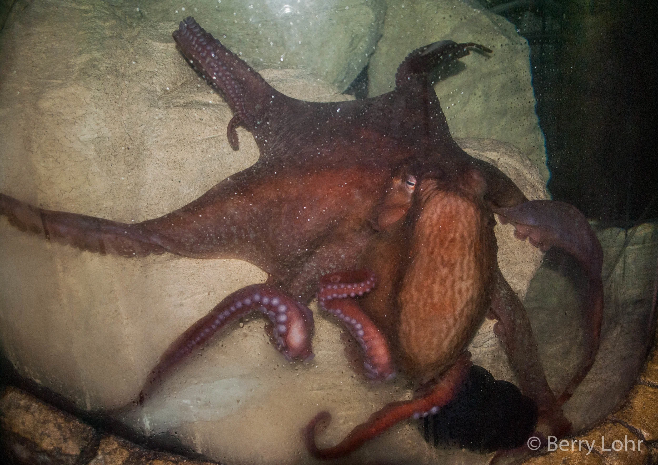 Octopus 2
