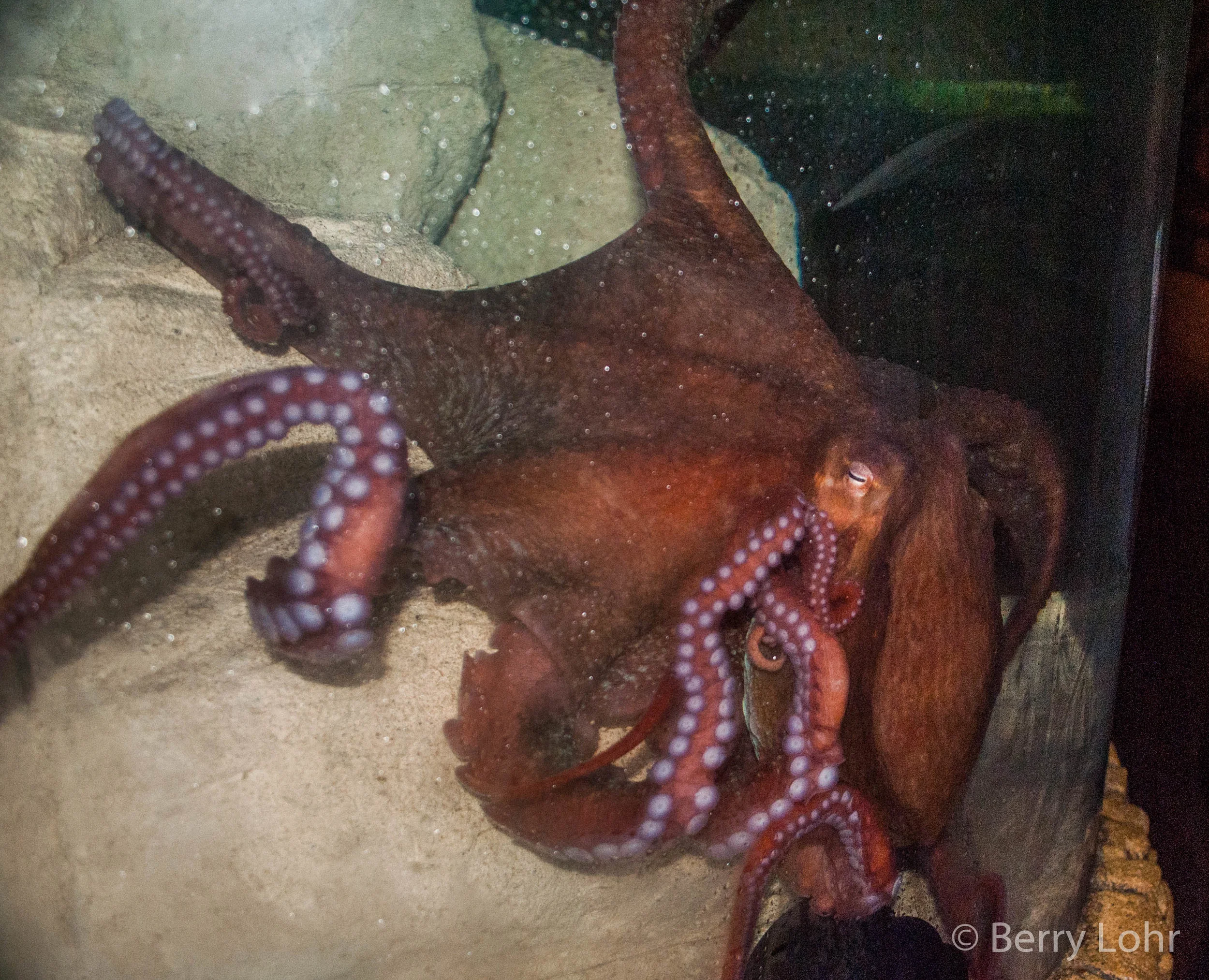 Octopus 3