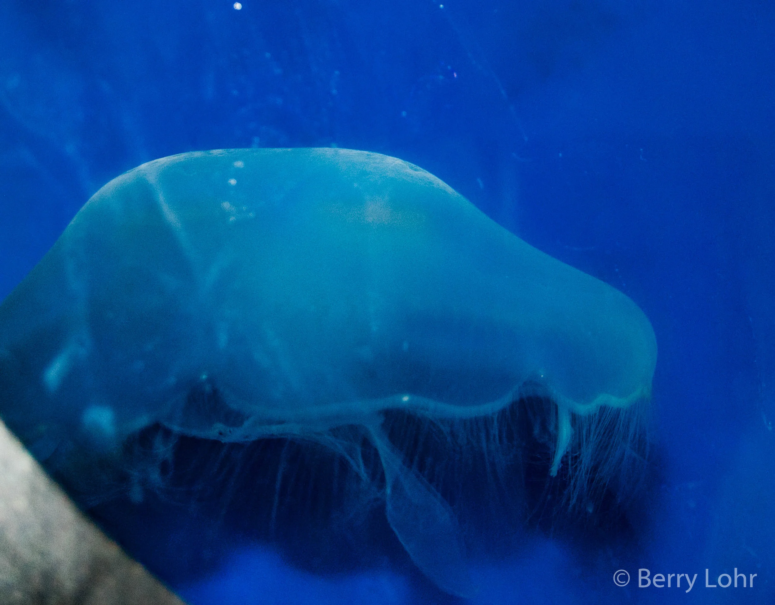Jellyfish 2