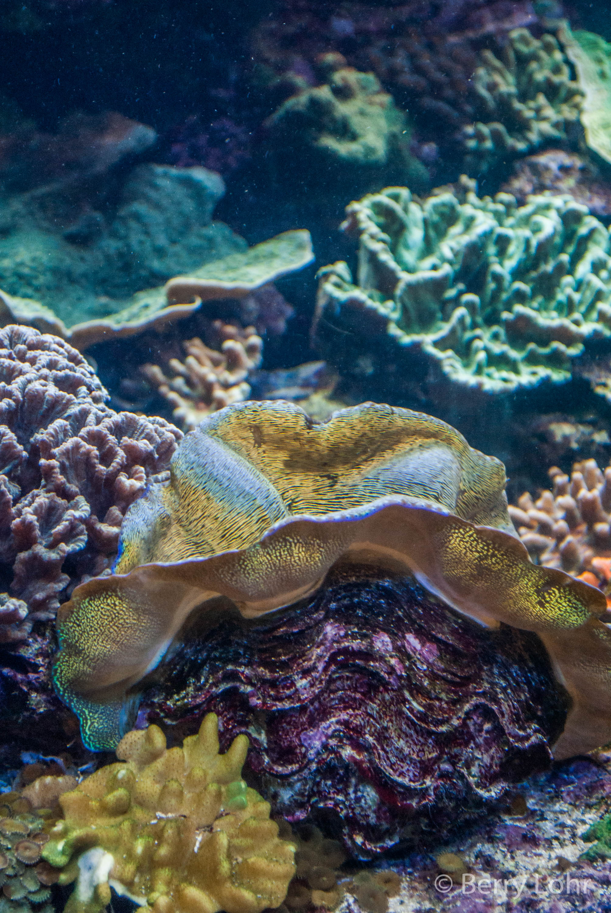 Coral Reef 1