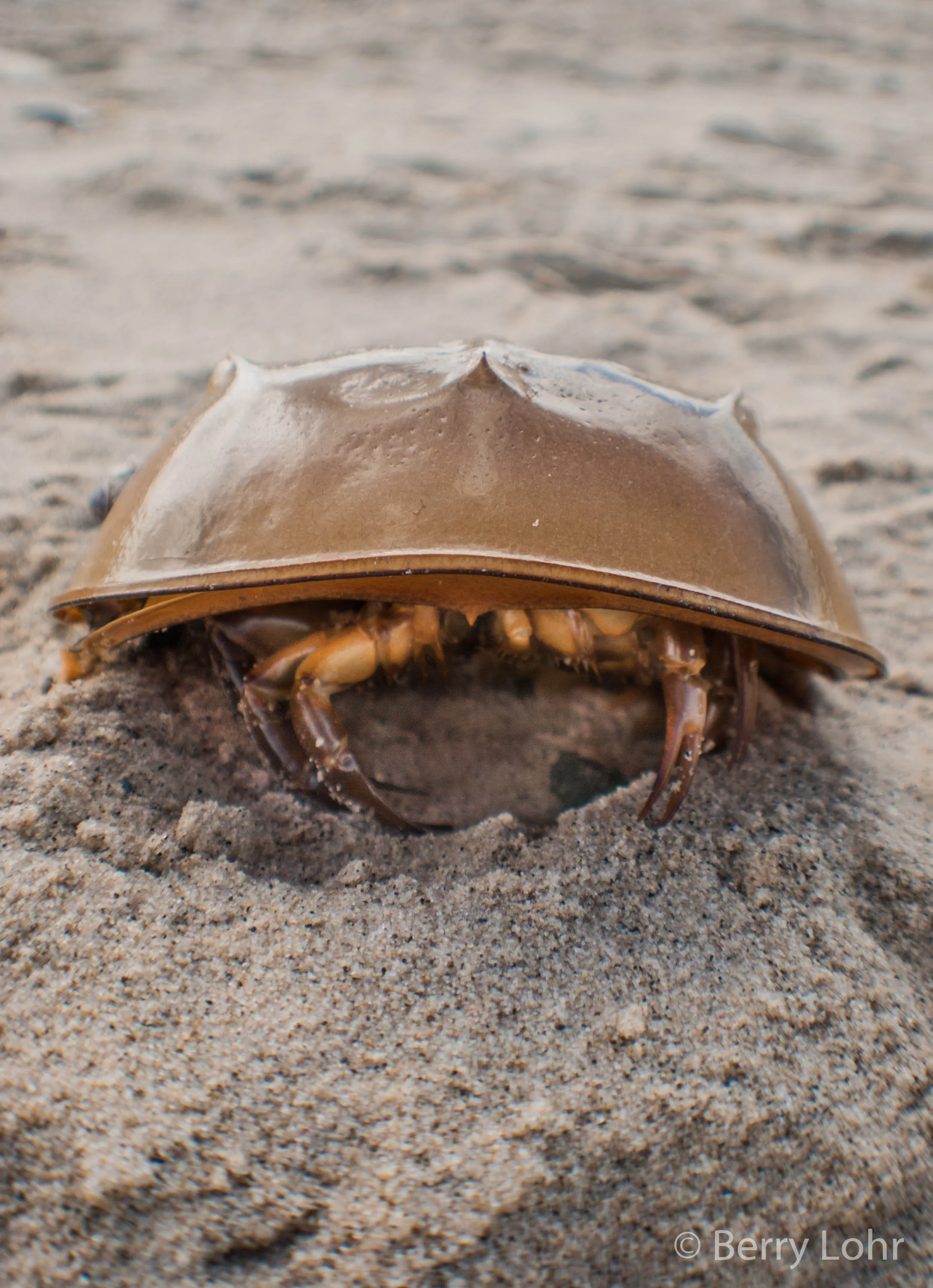 Horseshoe Crab 2