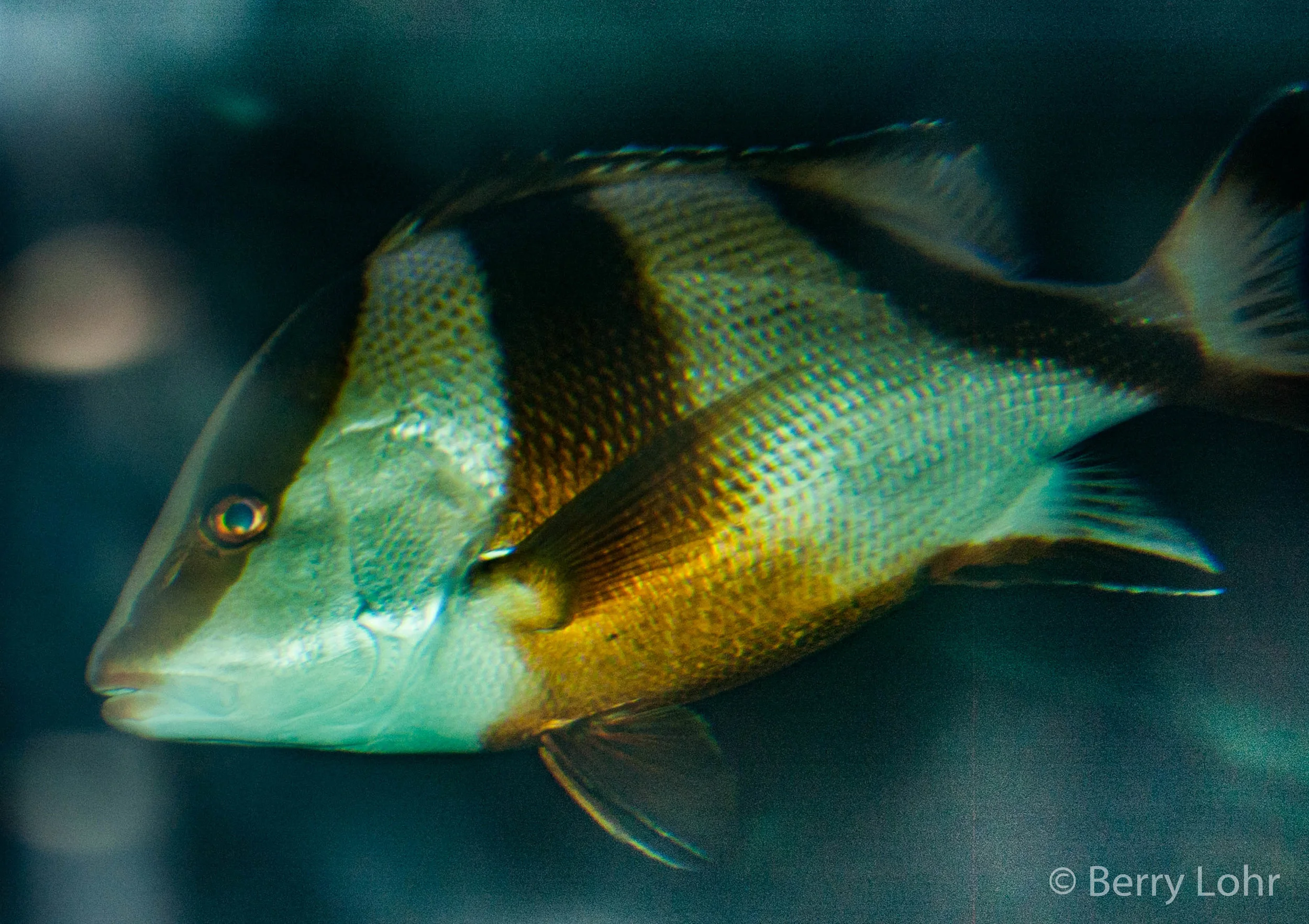 Fish 1