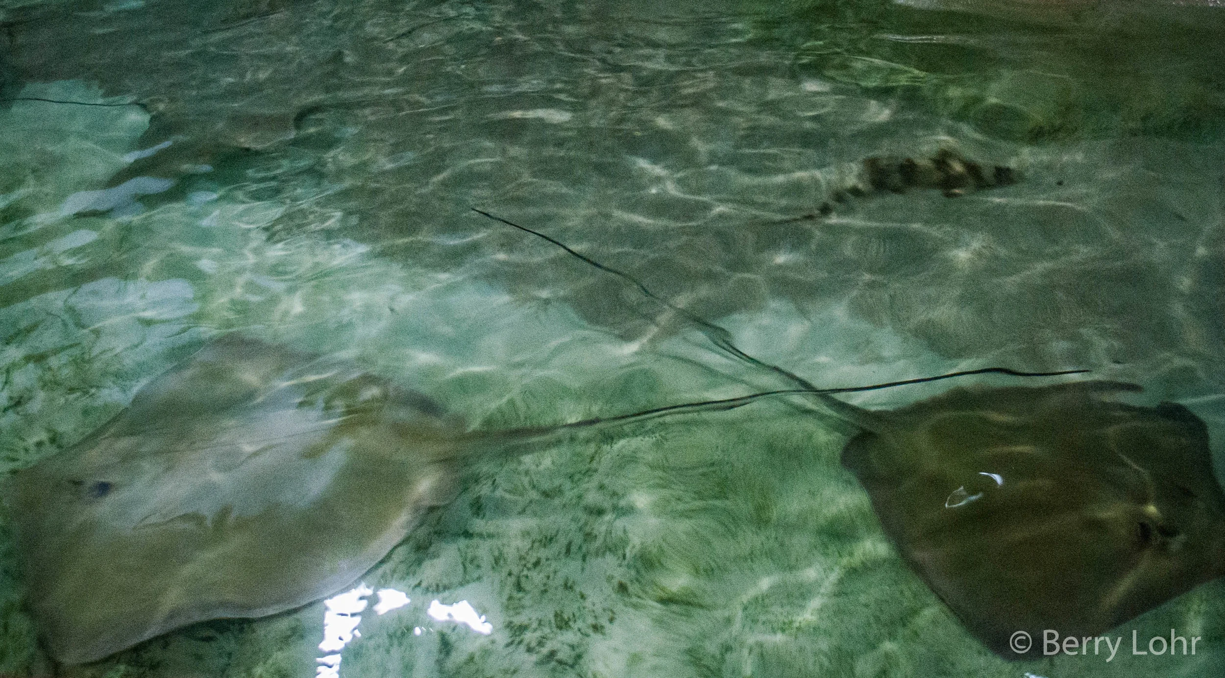 Stingray 4