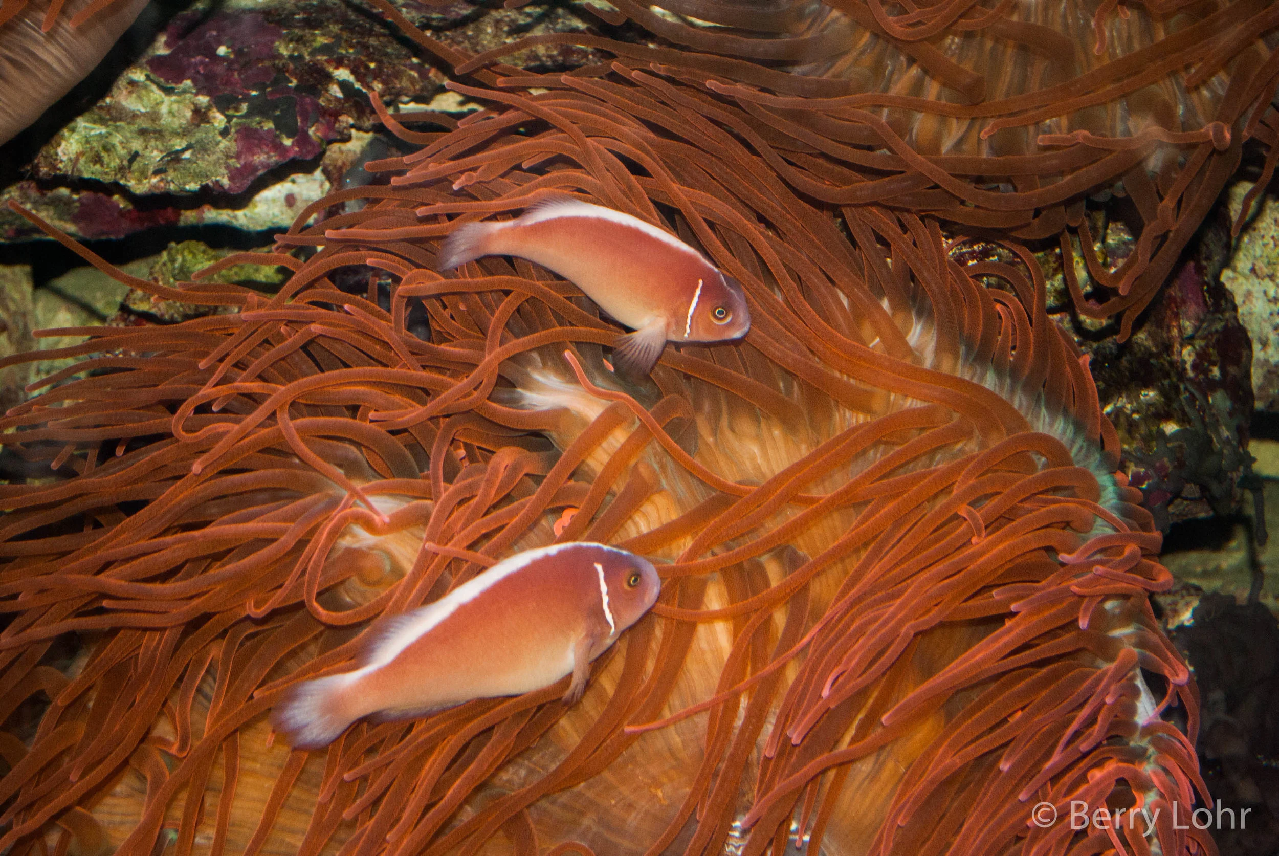 Fish 6
