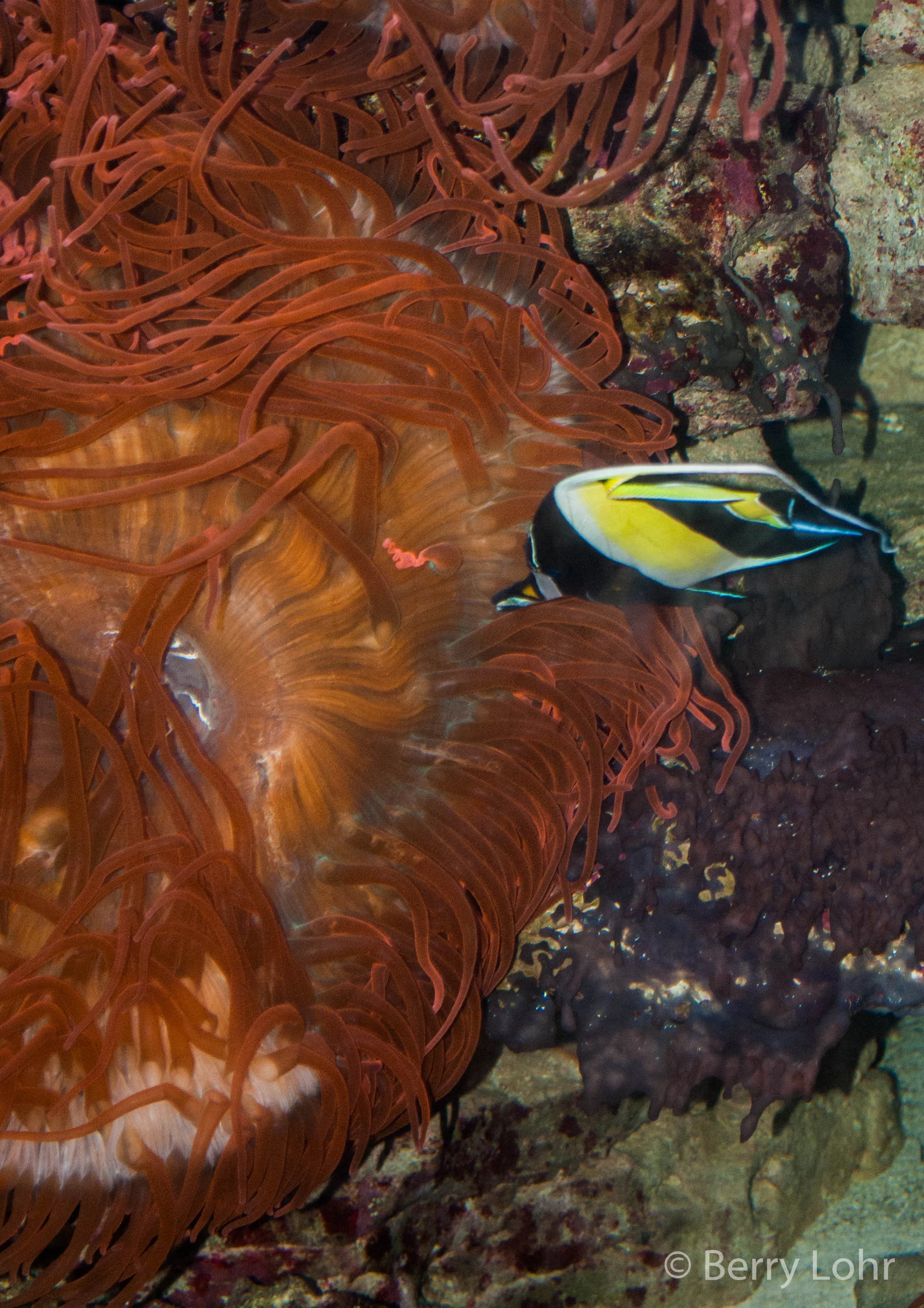 Fish 7