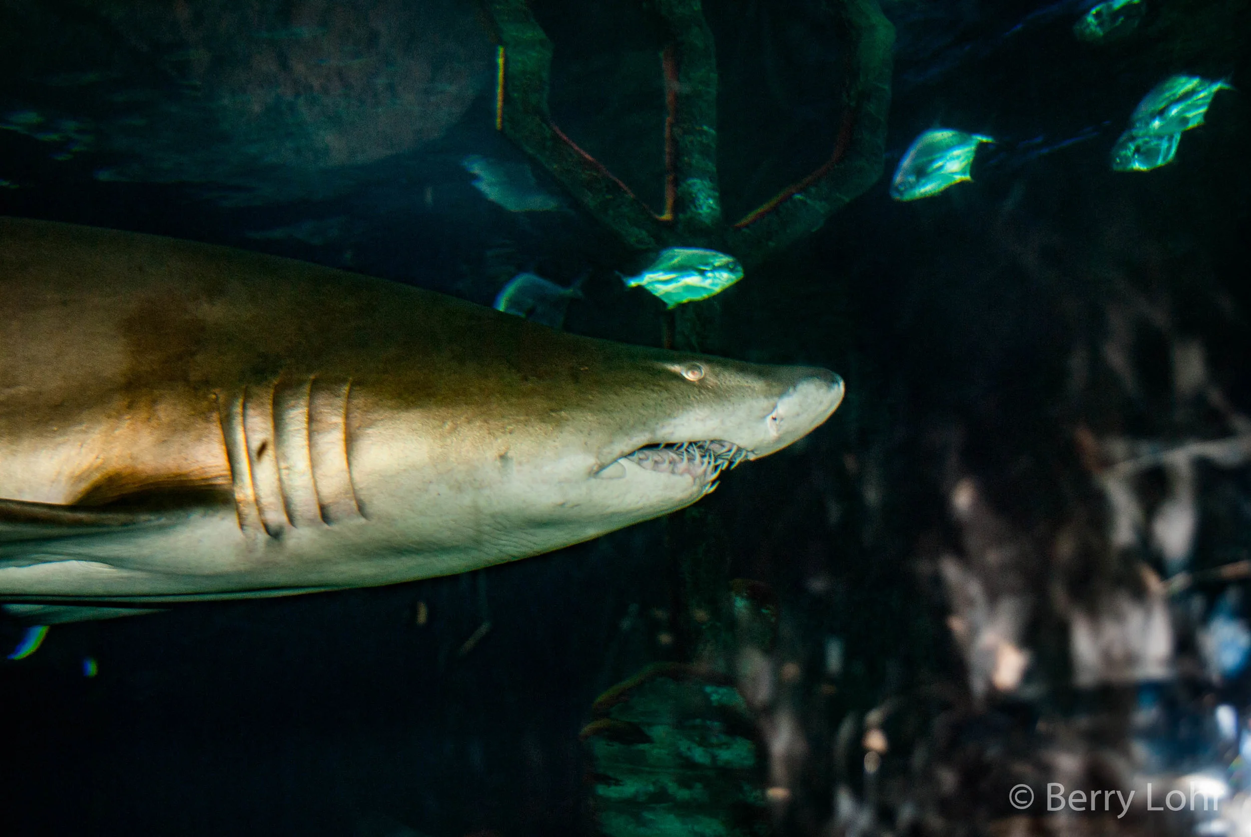 Shark 2