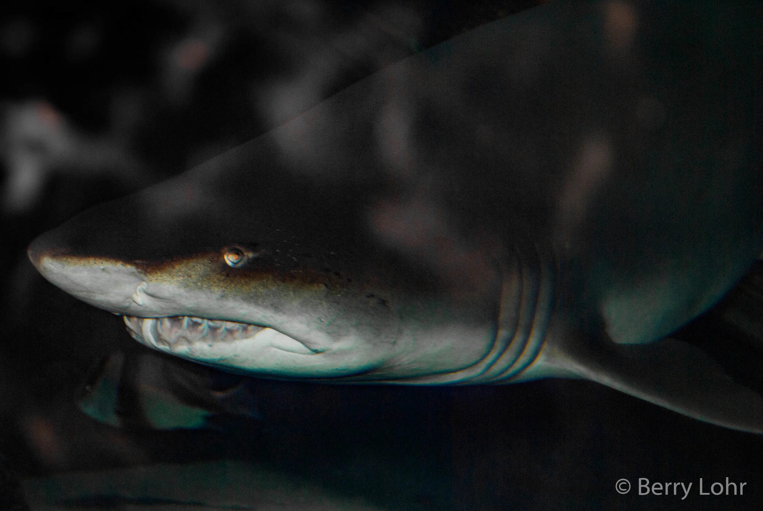 Shark 3