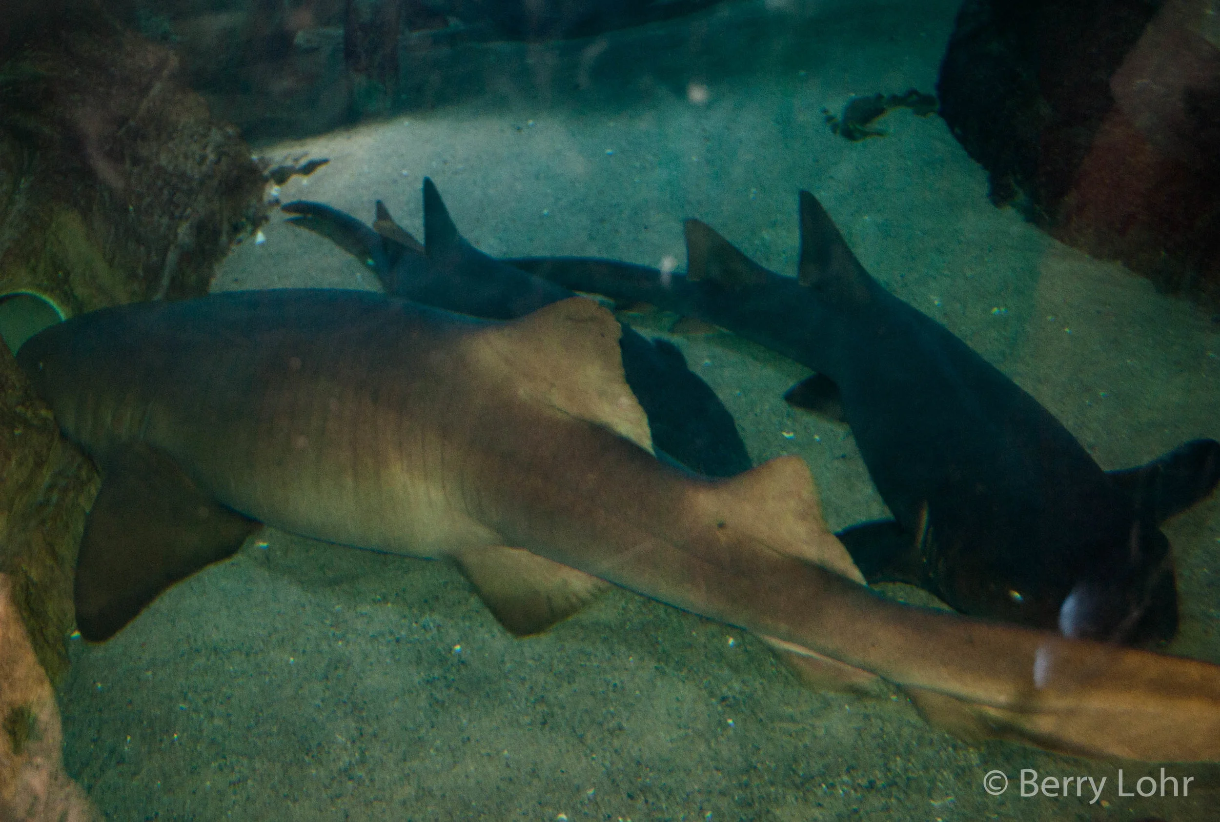 Shark 4