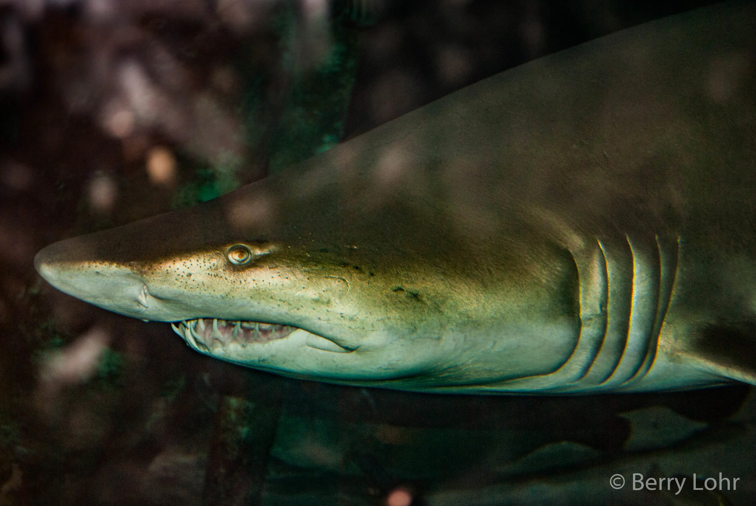 Shark 5