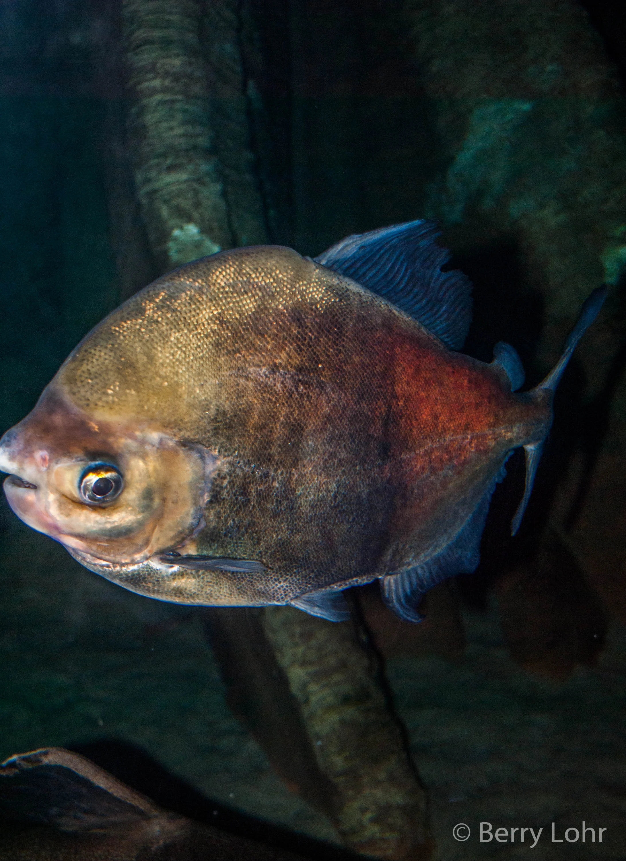 FIsh 12