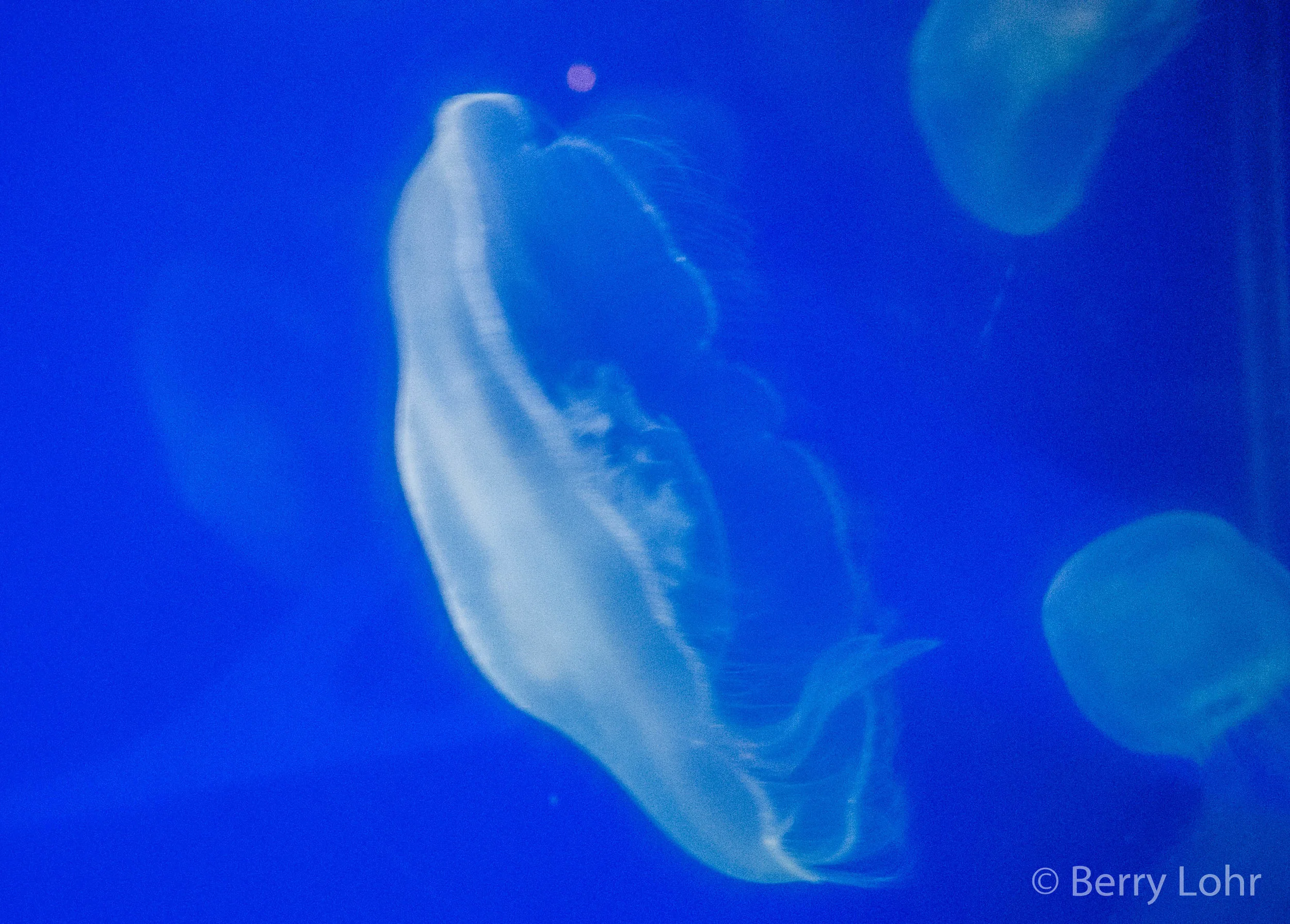 Jellyfish 1