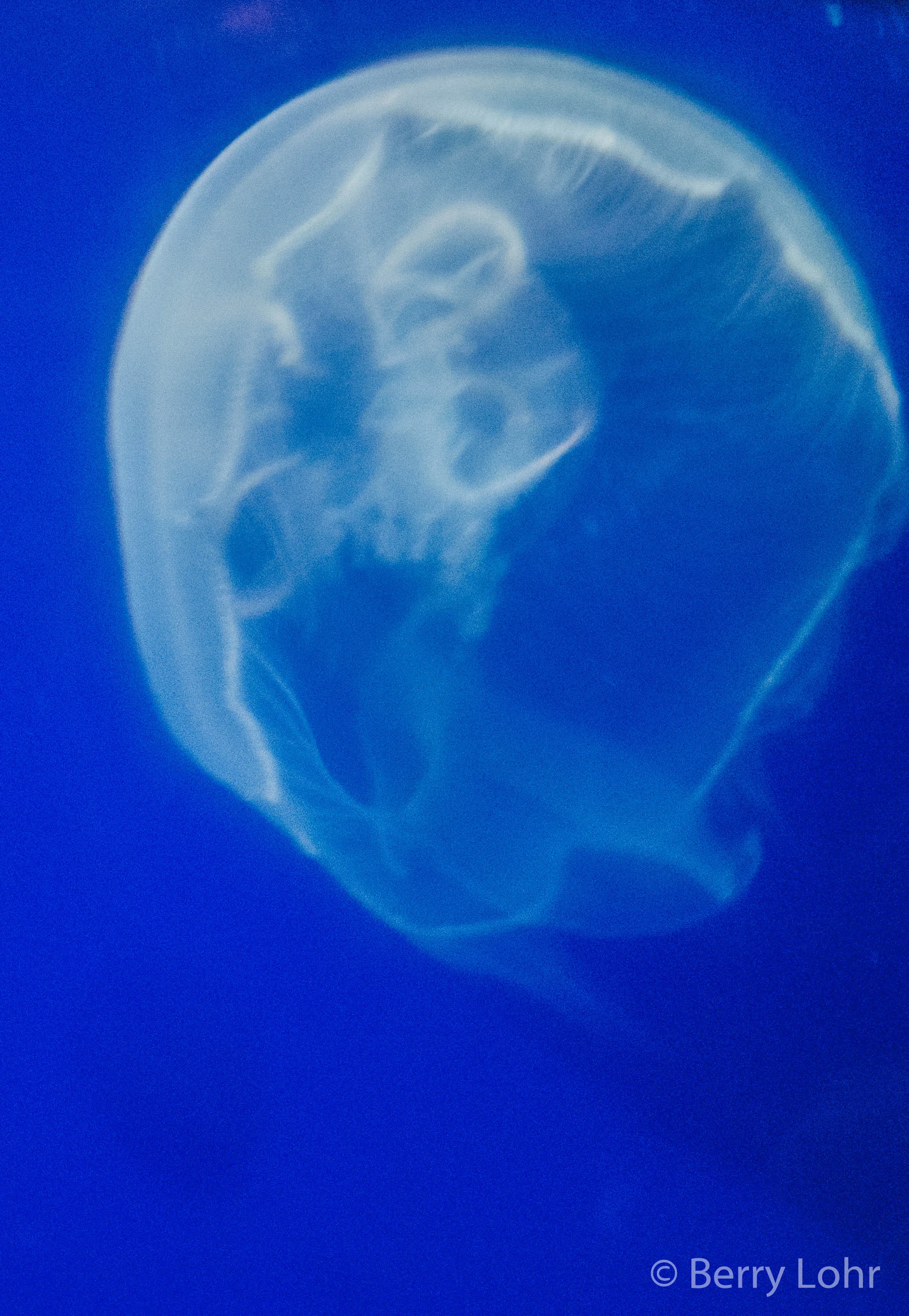 Jellyfish 3