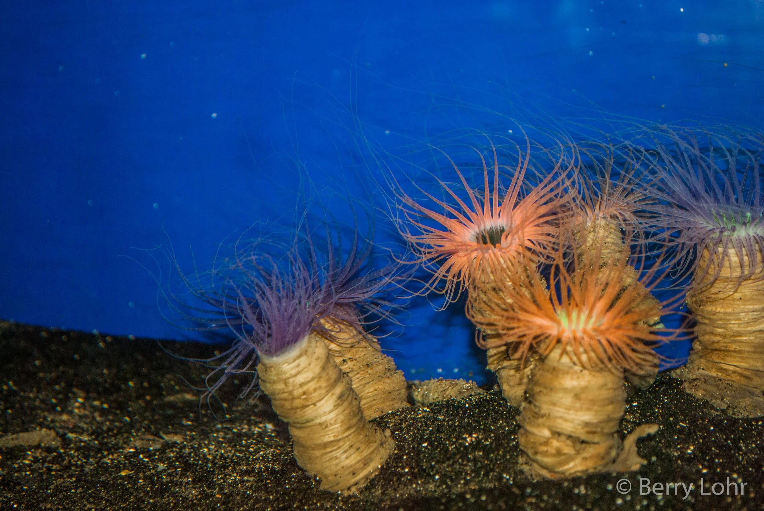 Tube Anemone 