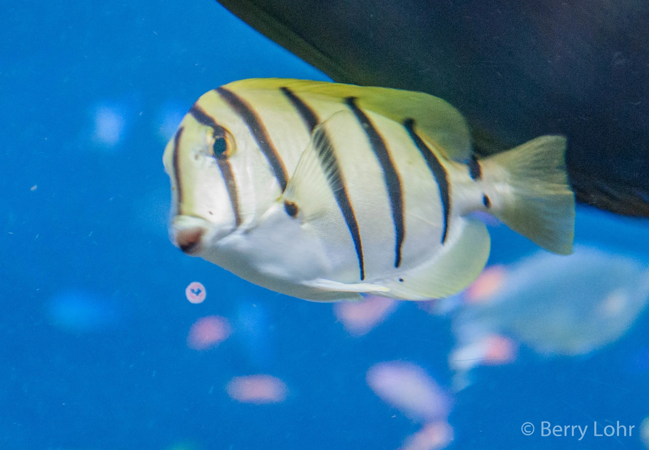 Fish 21