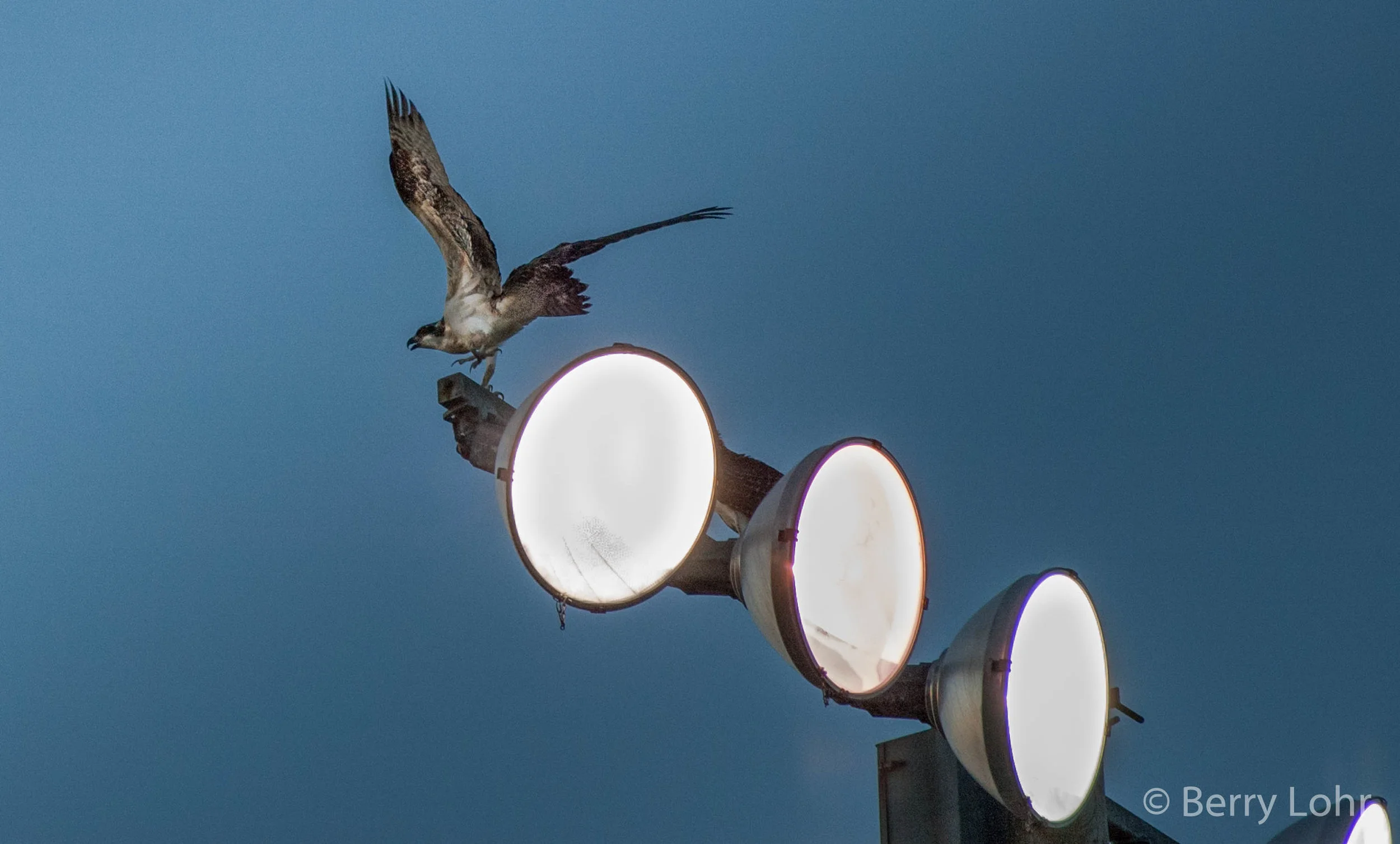 Hawk 1