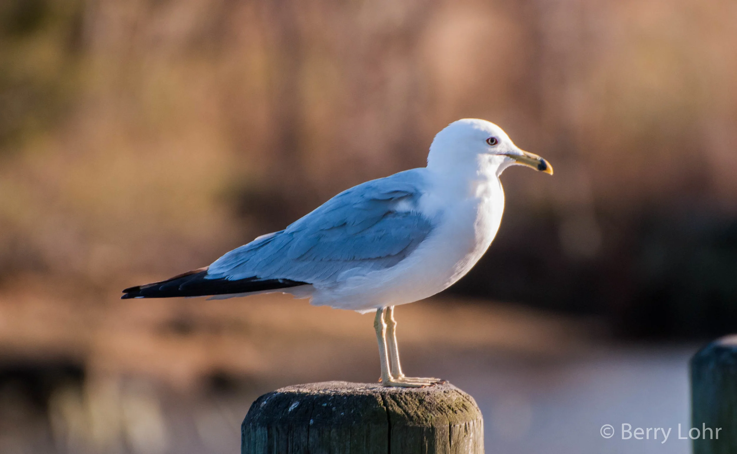 Seagull 2