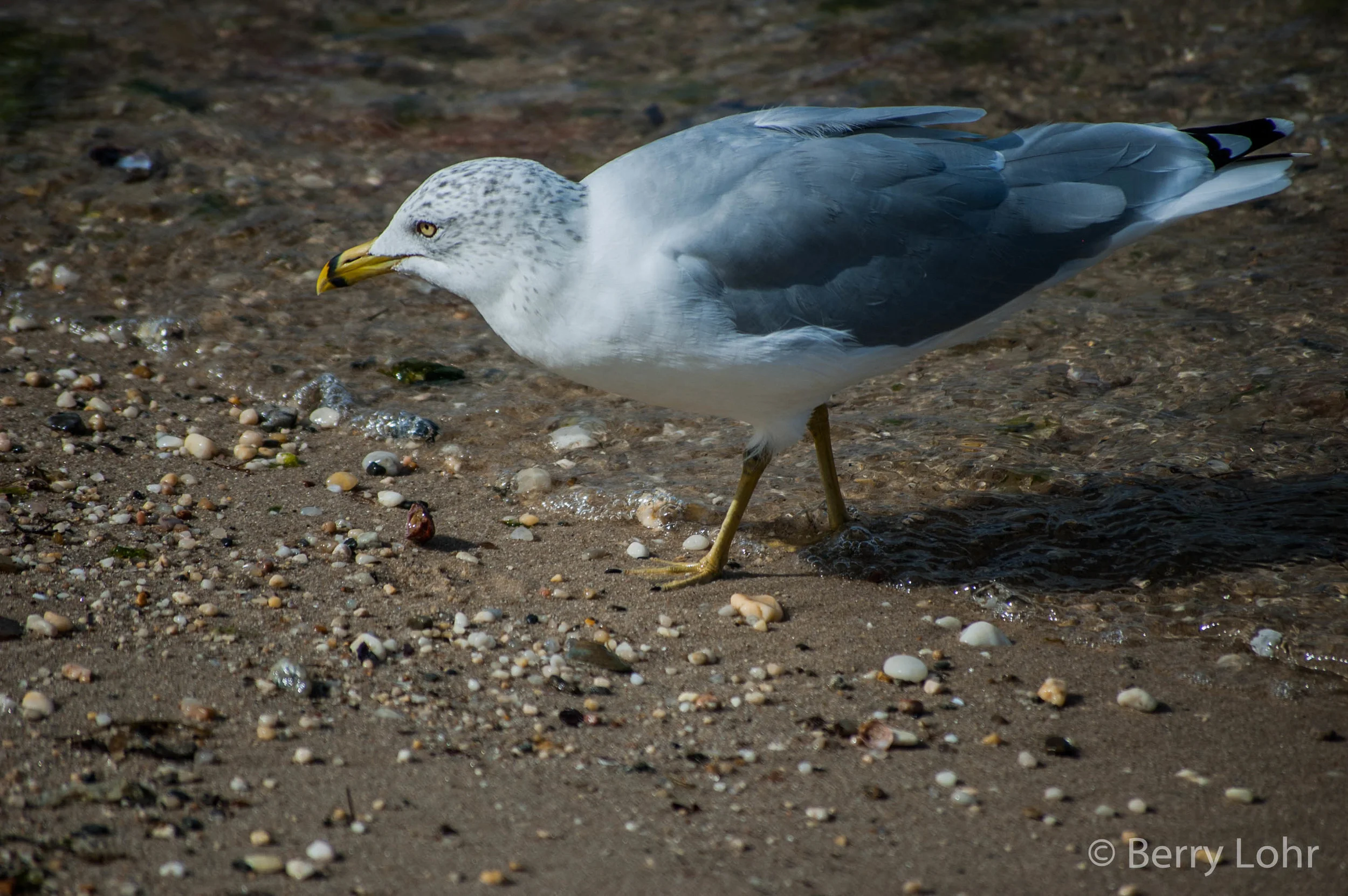 Seagull 5
