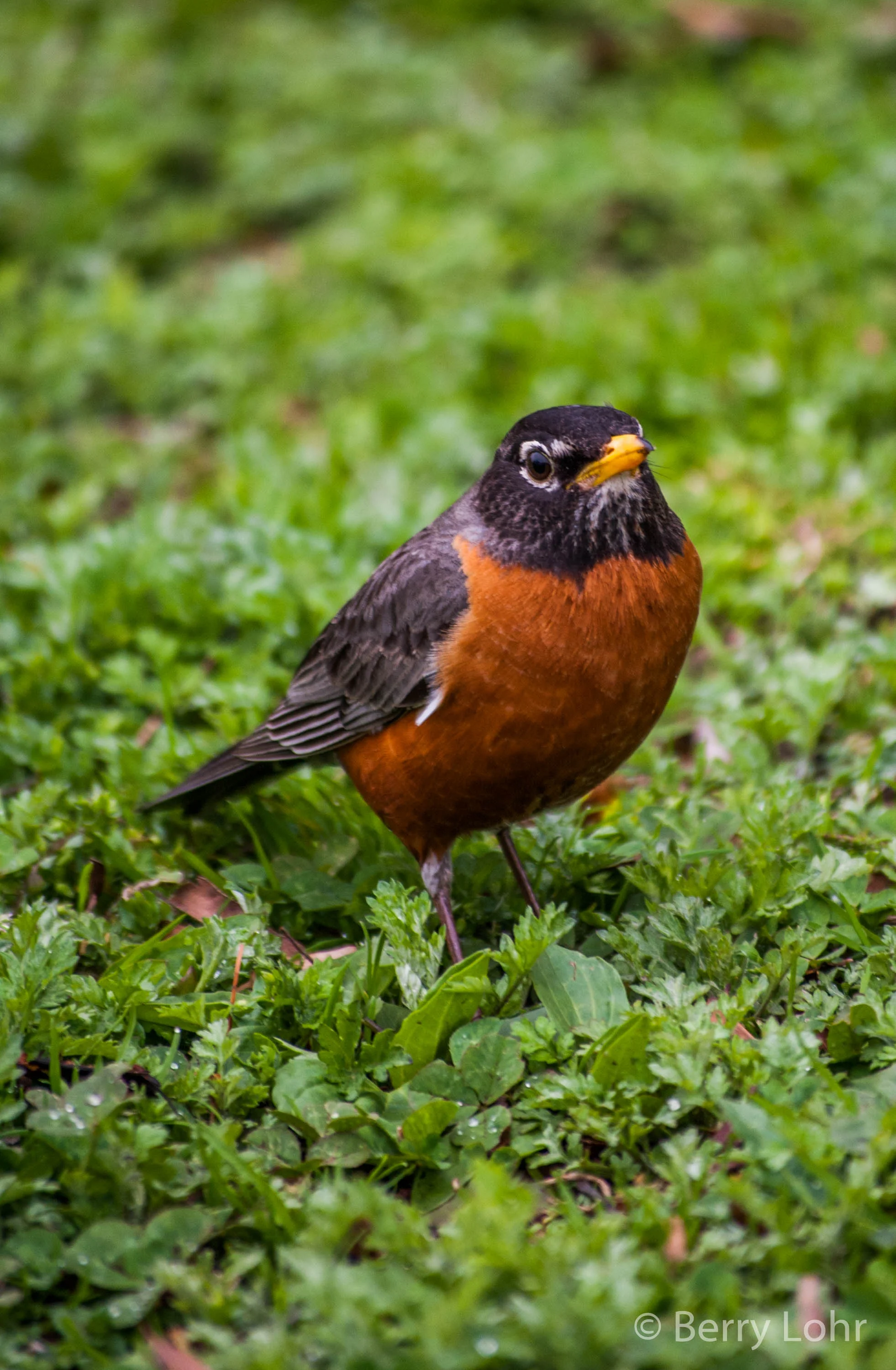 Robin 1