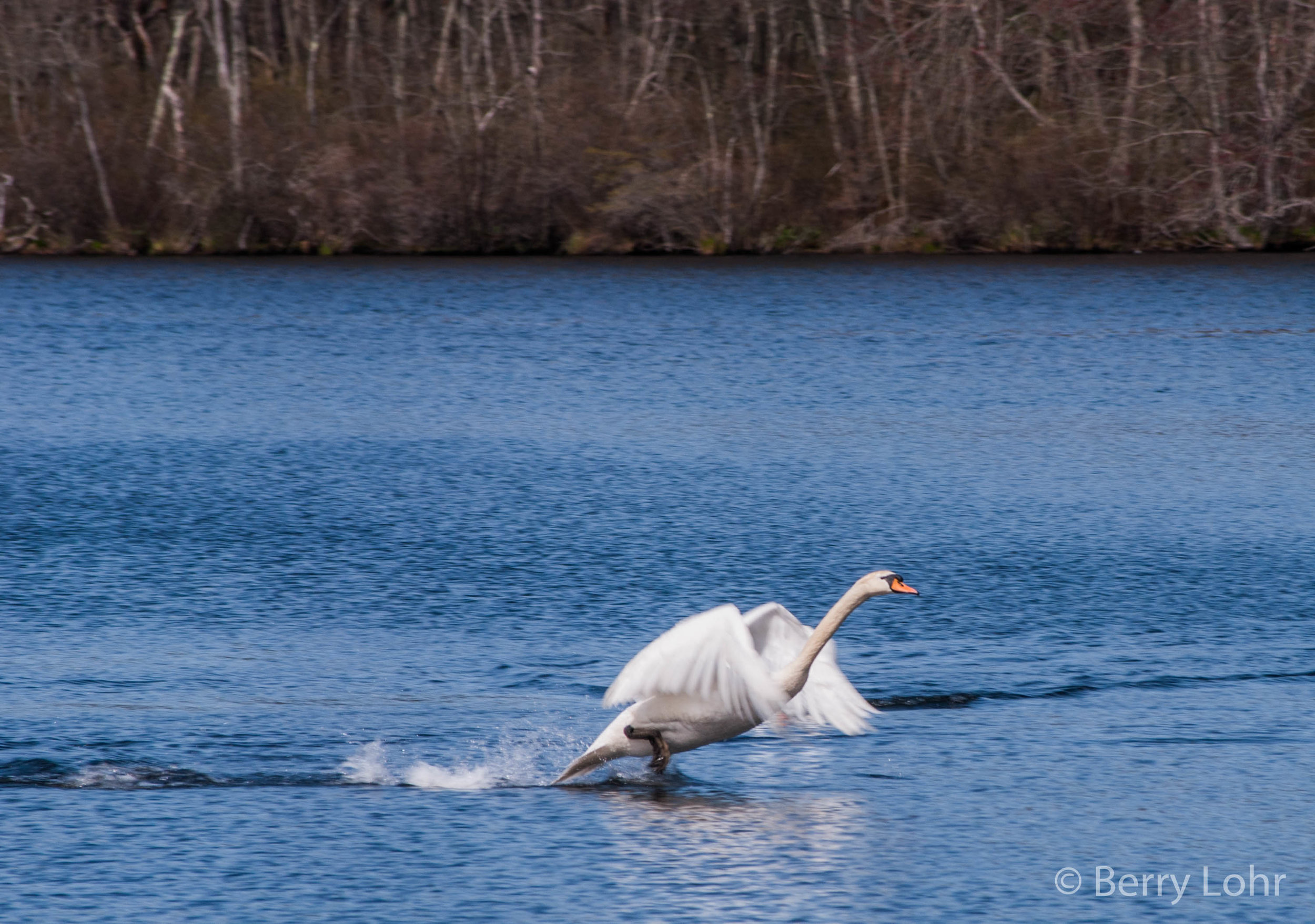 Swan 1