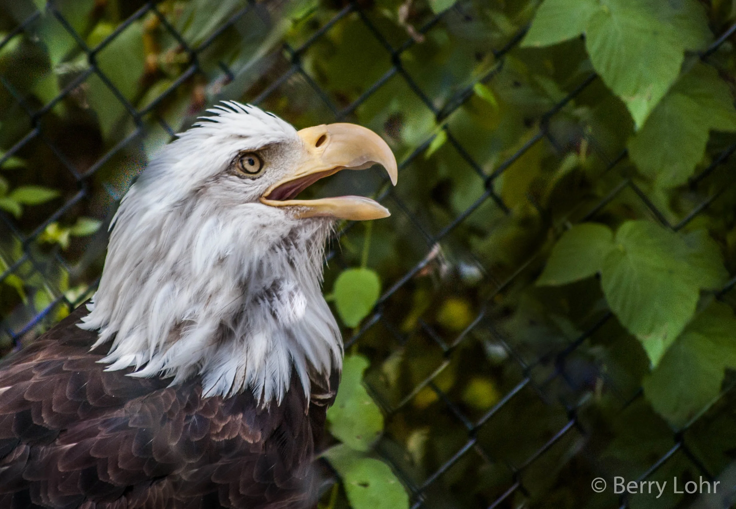 Eagle 6