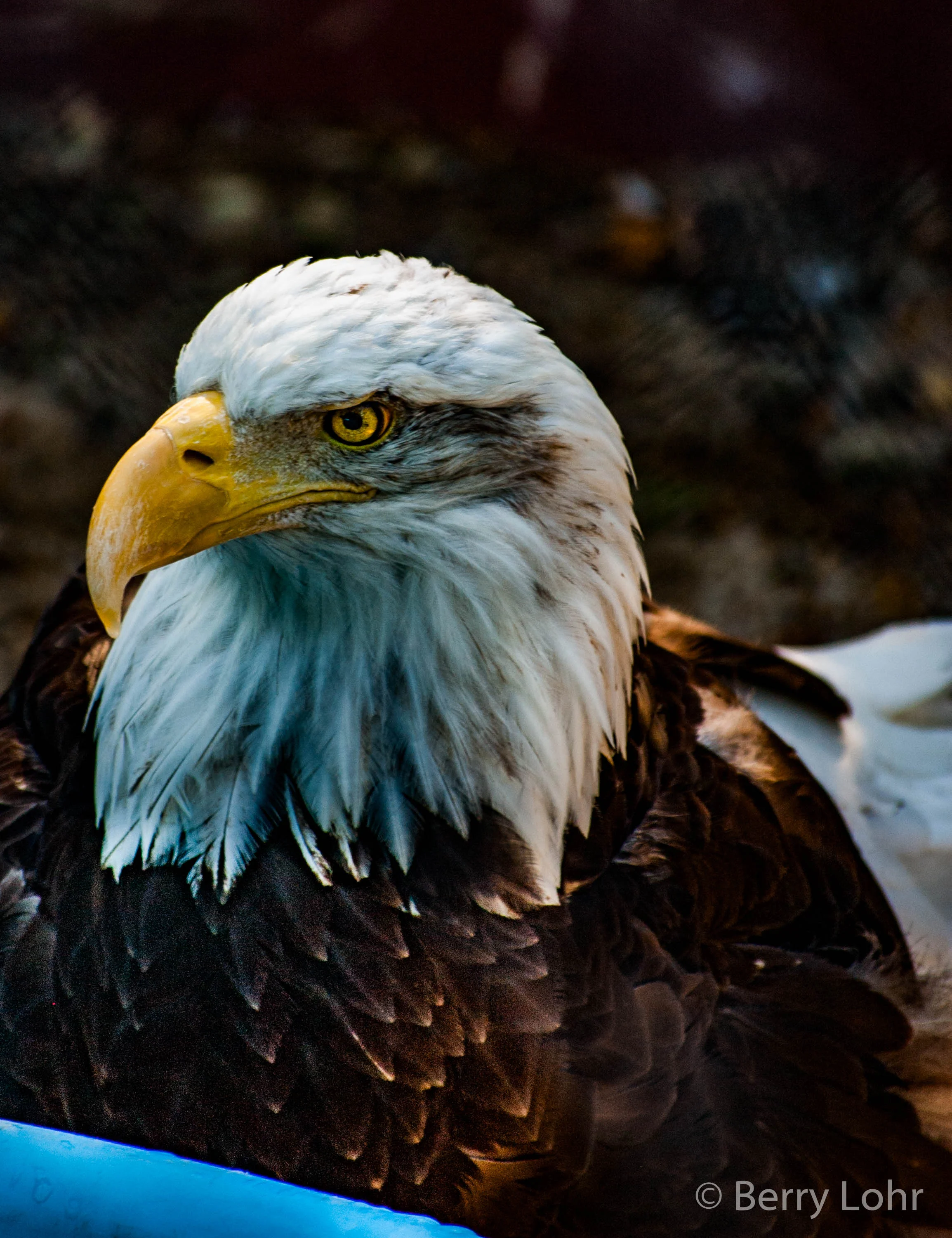 Eagle 7