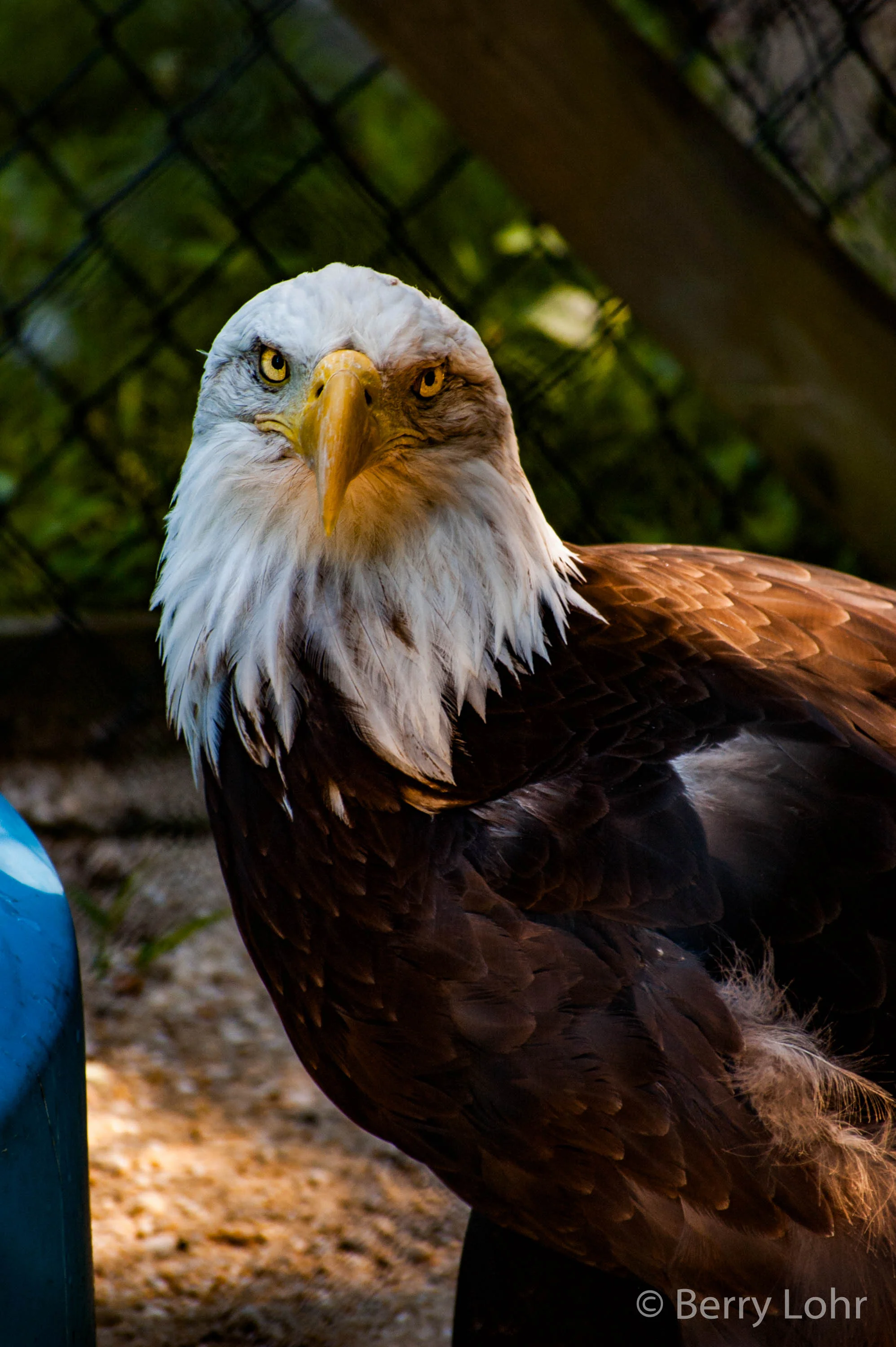 Eagle 11