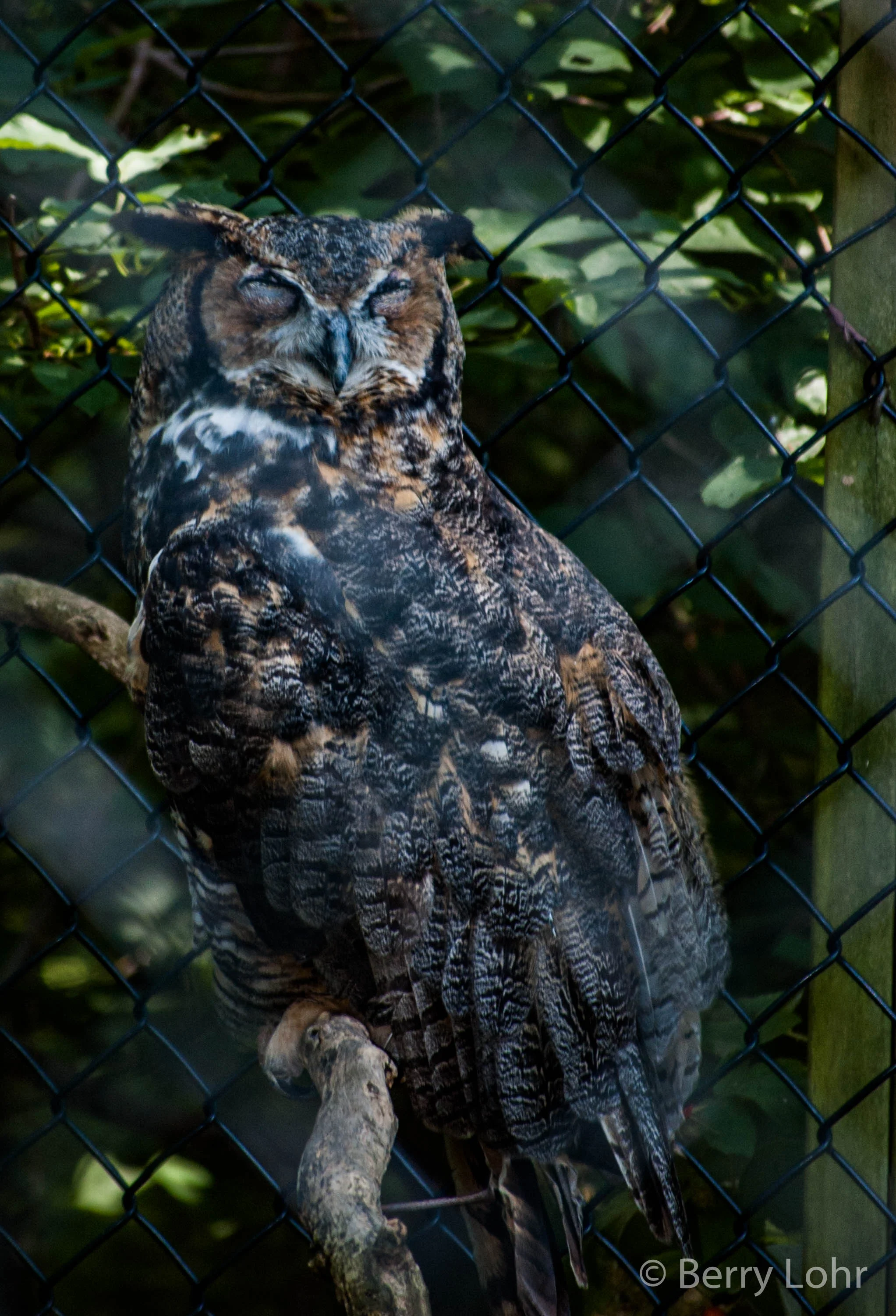 Owl 2