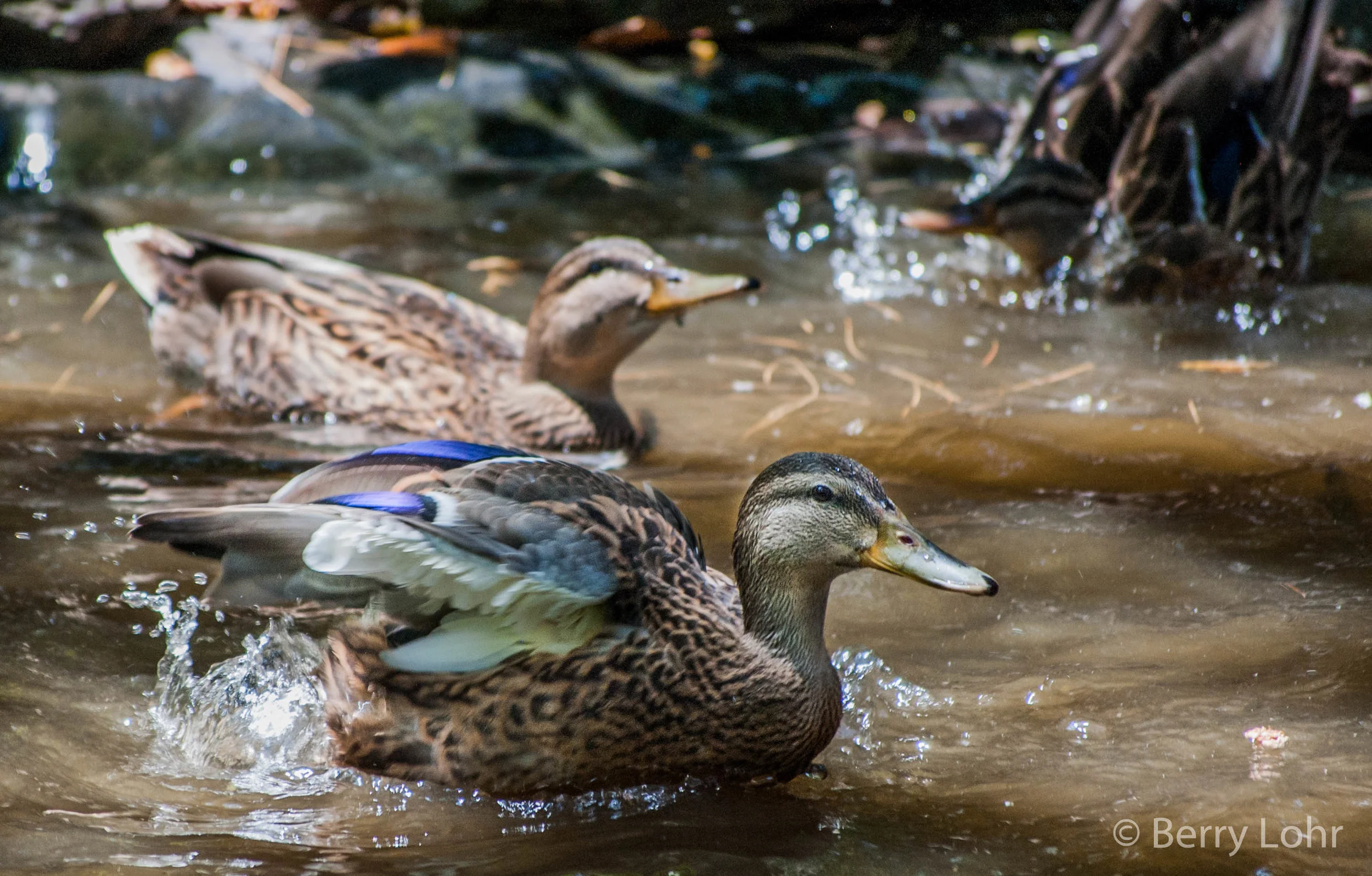 Ducks 1