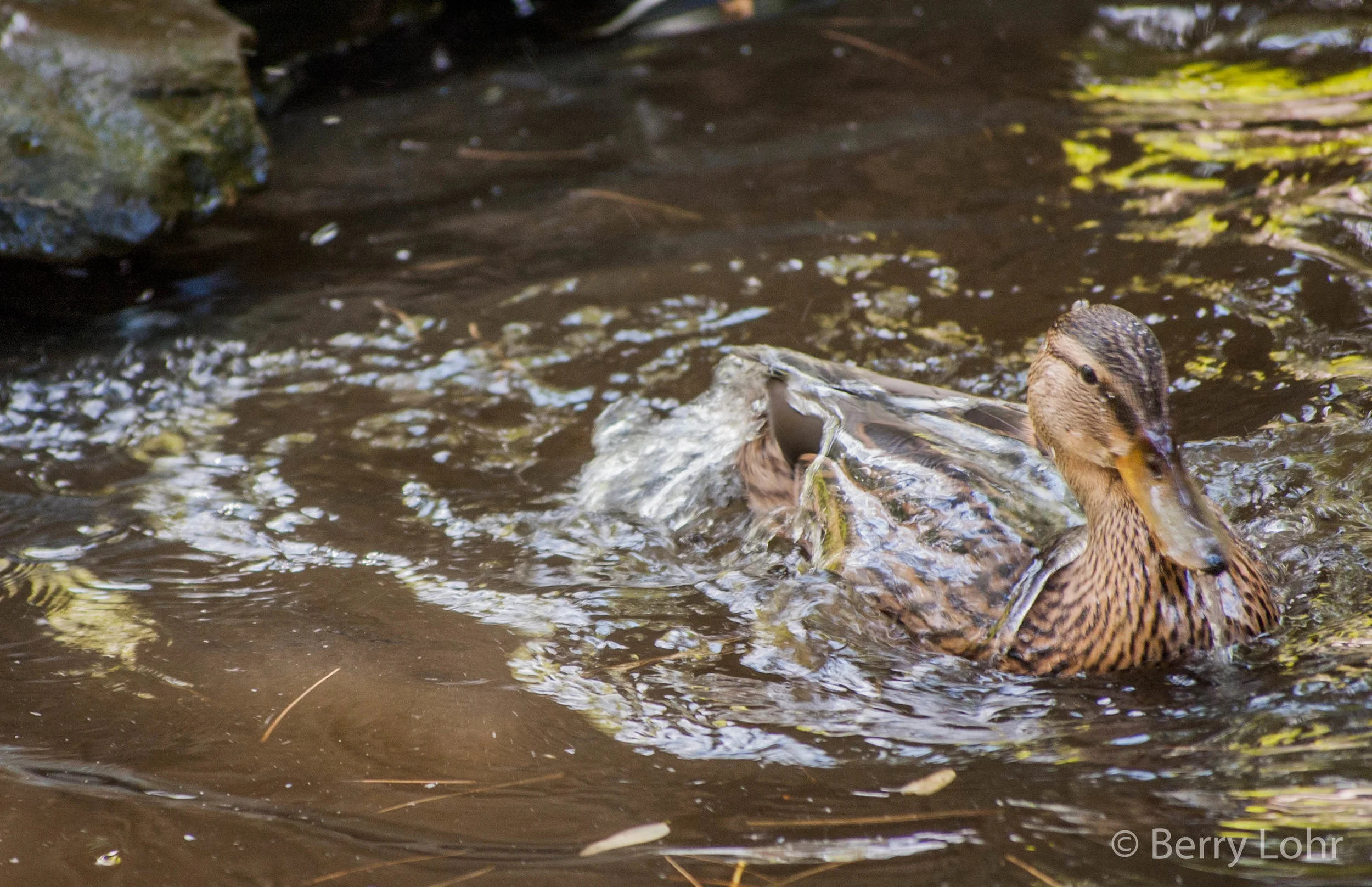 Ducks 2