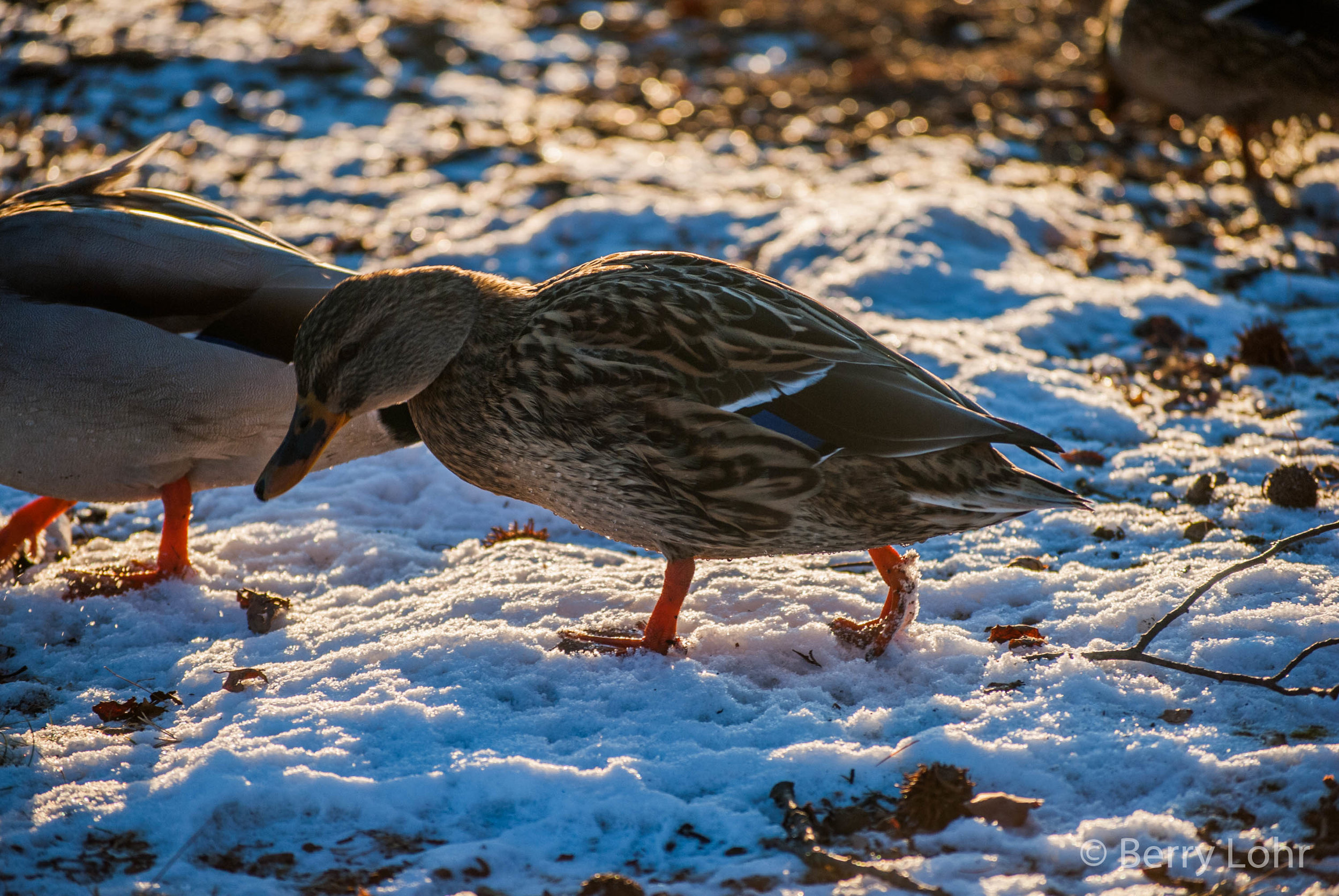 Ducks 5