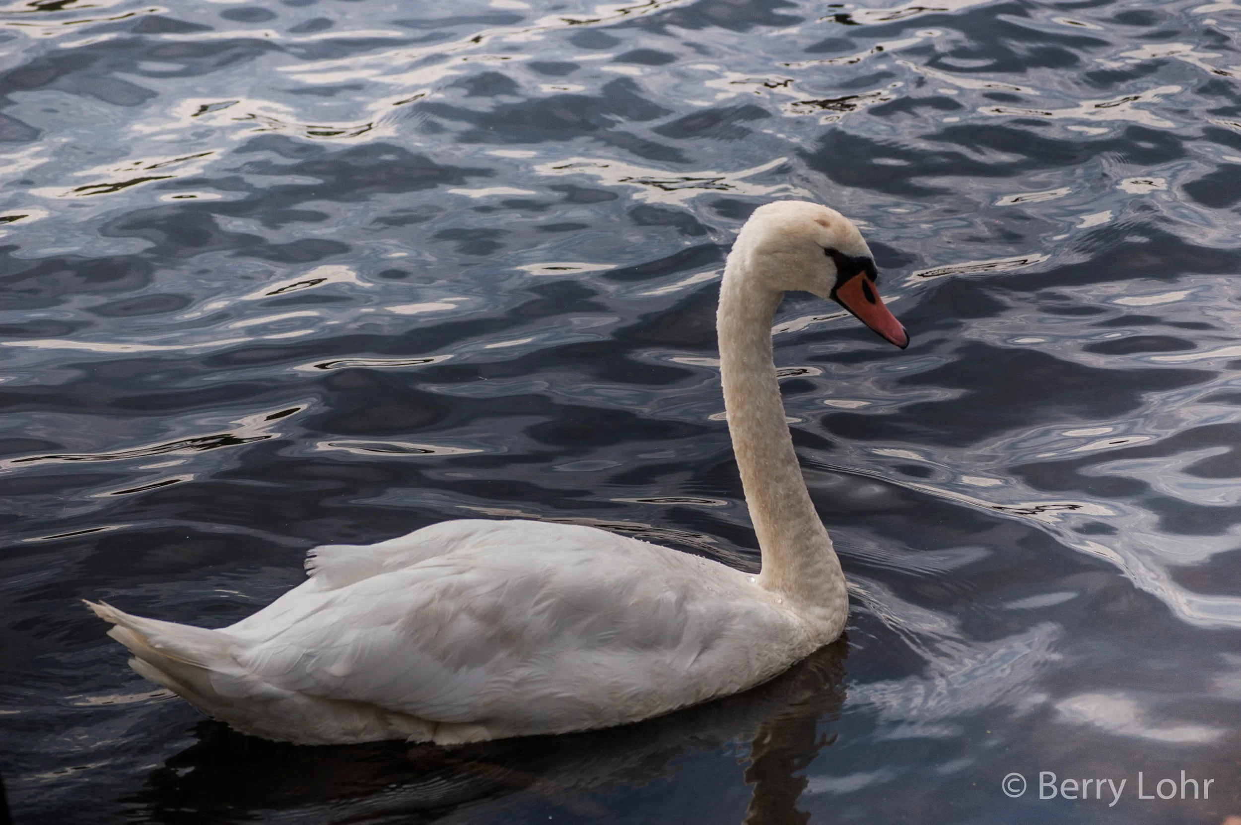 Swan 3
