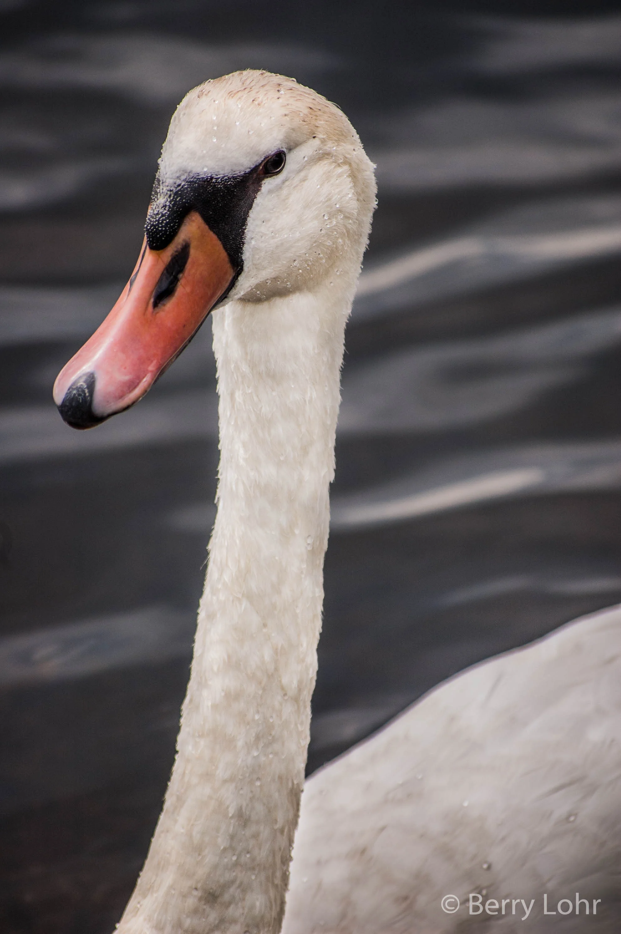 Swan 4