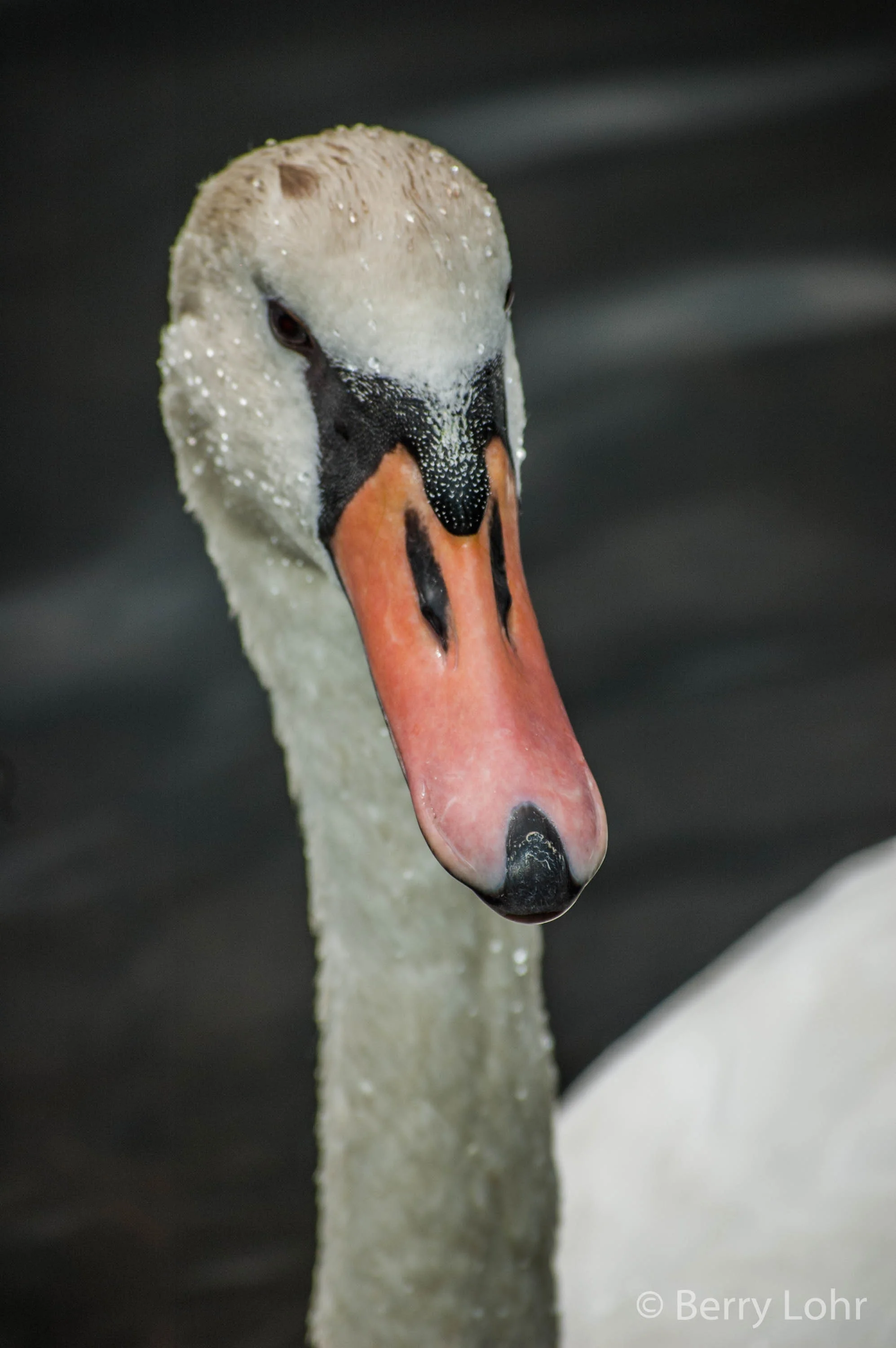 Swan 6