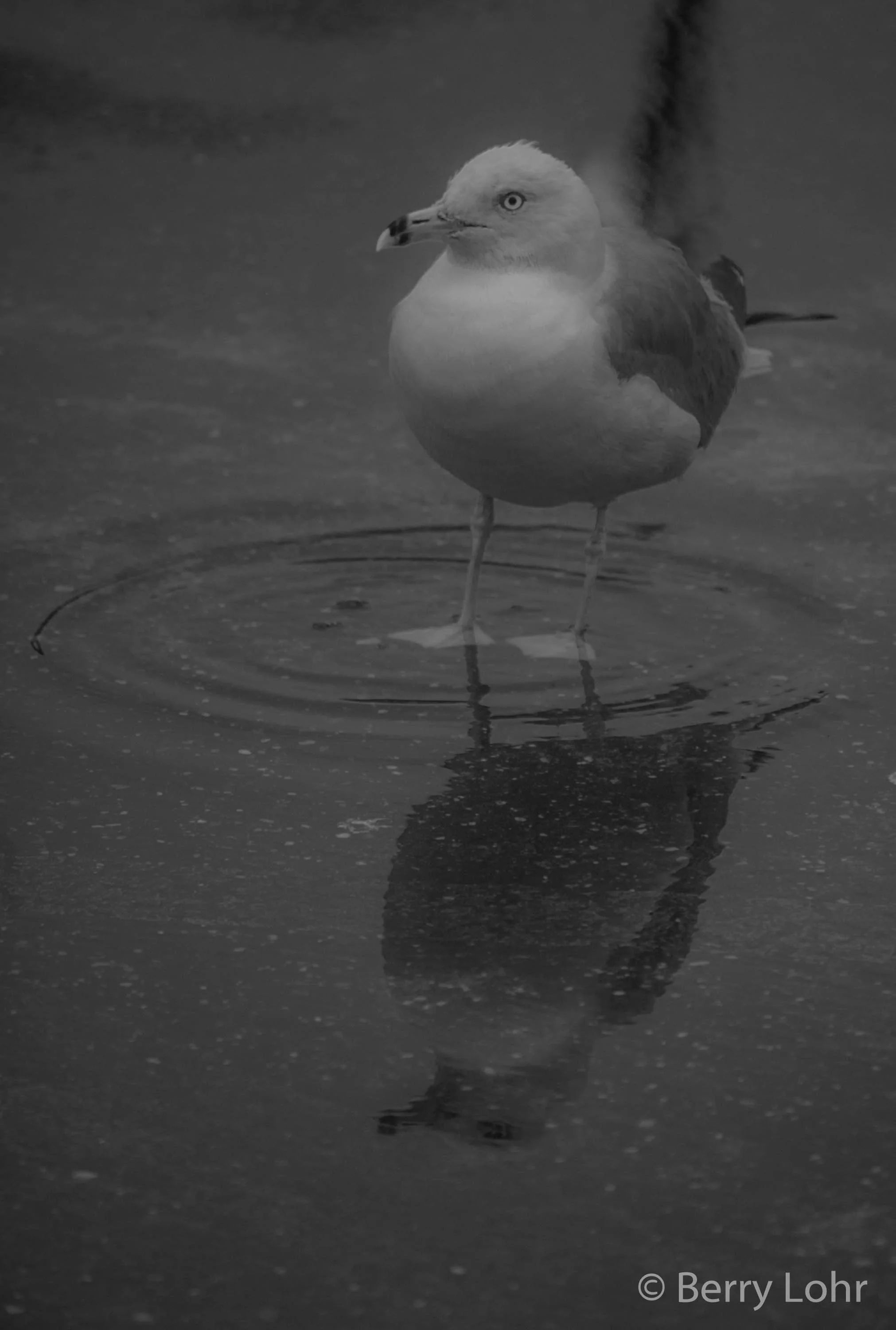 Seagull 9
