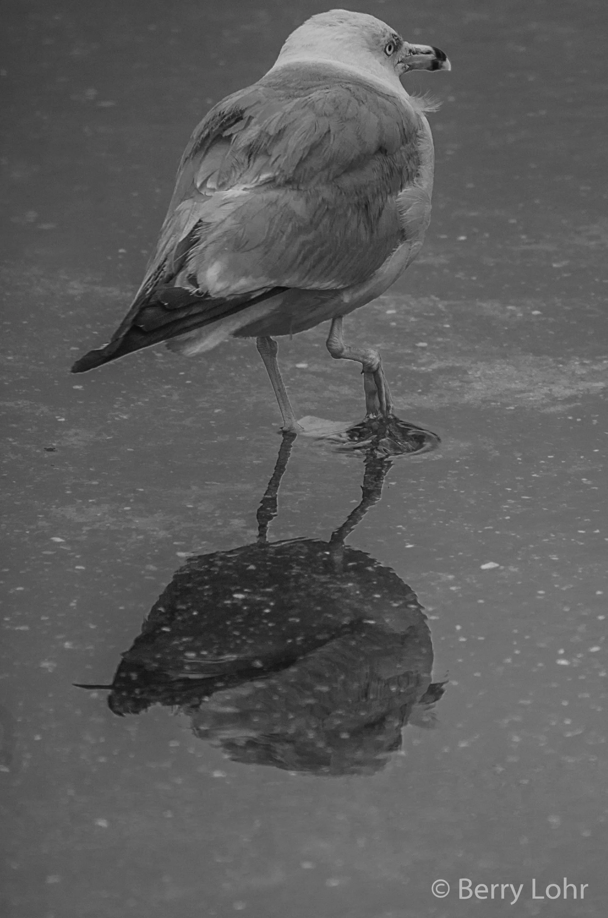 Seagull 11