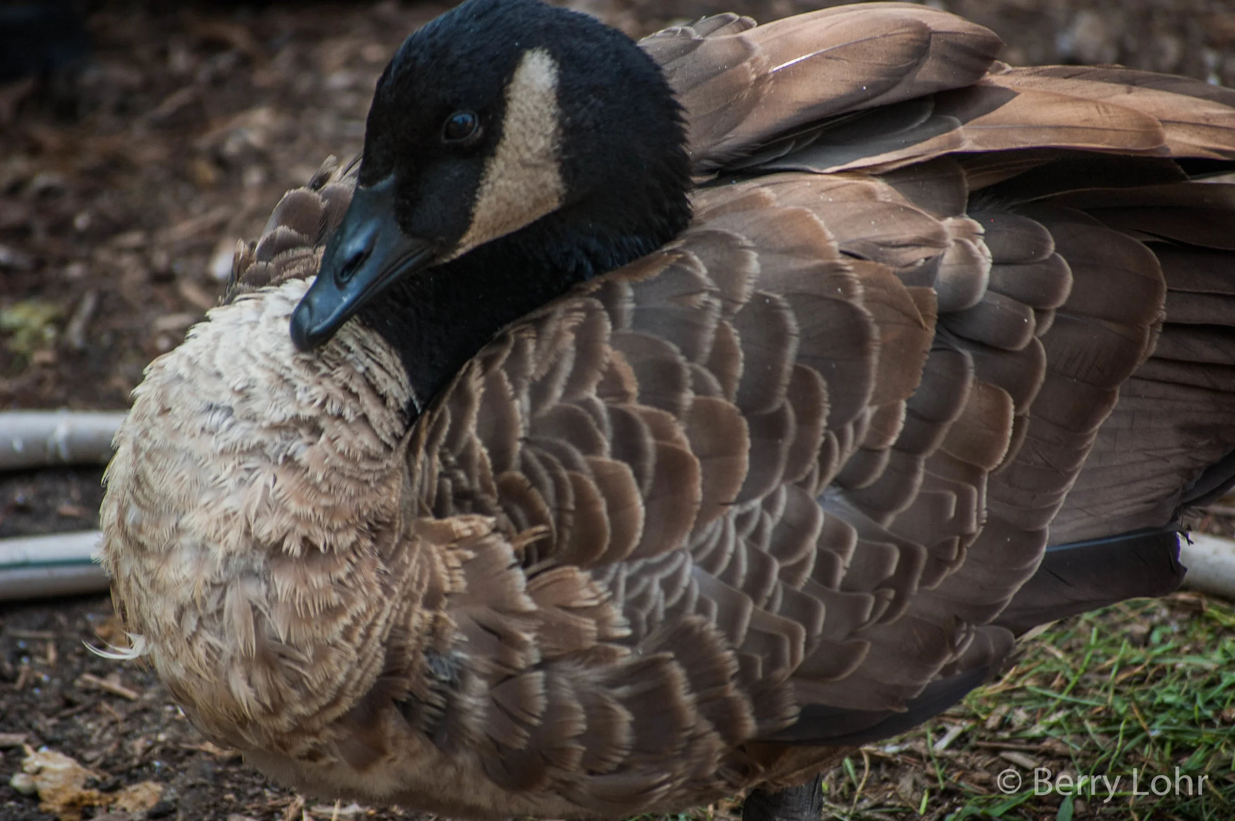 Goose 2