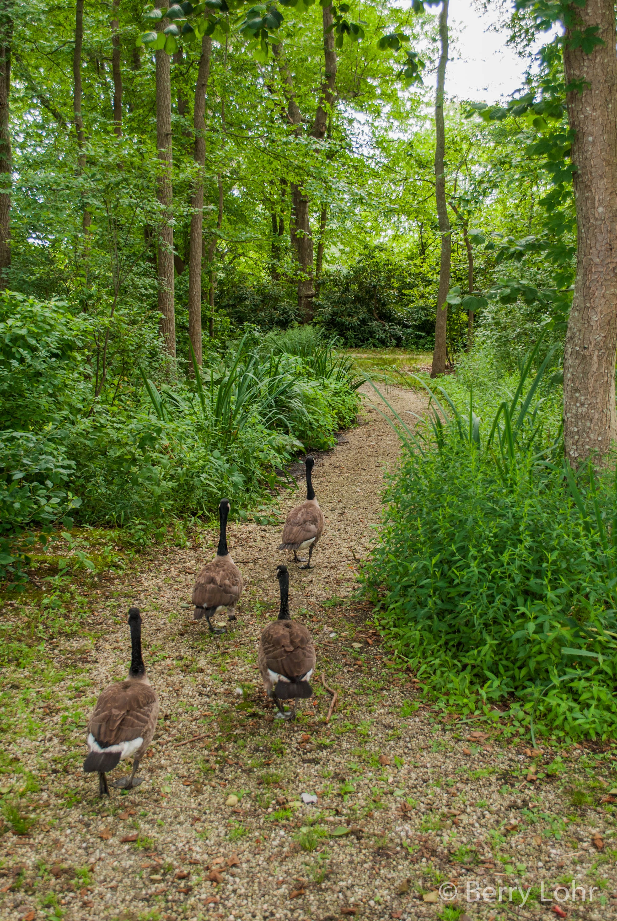 Geese 2