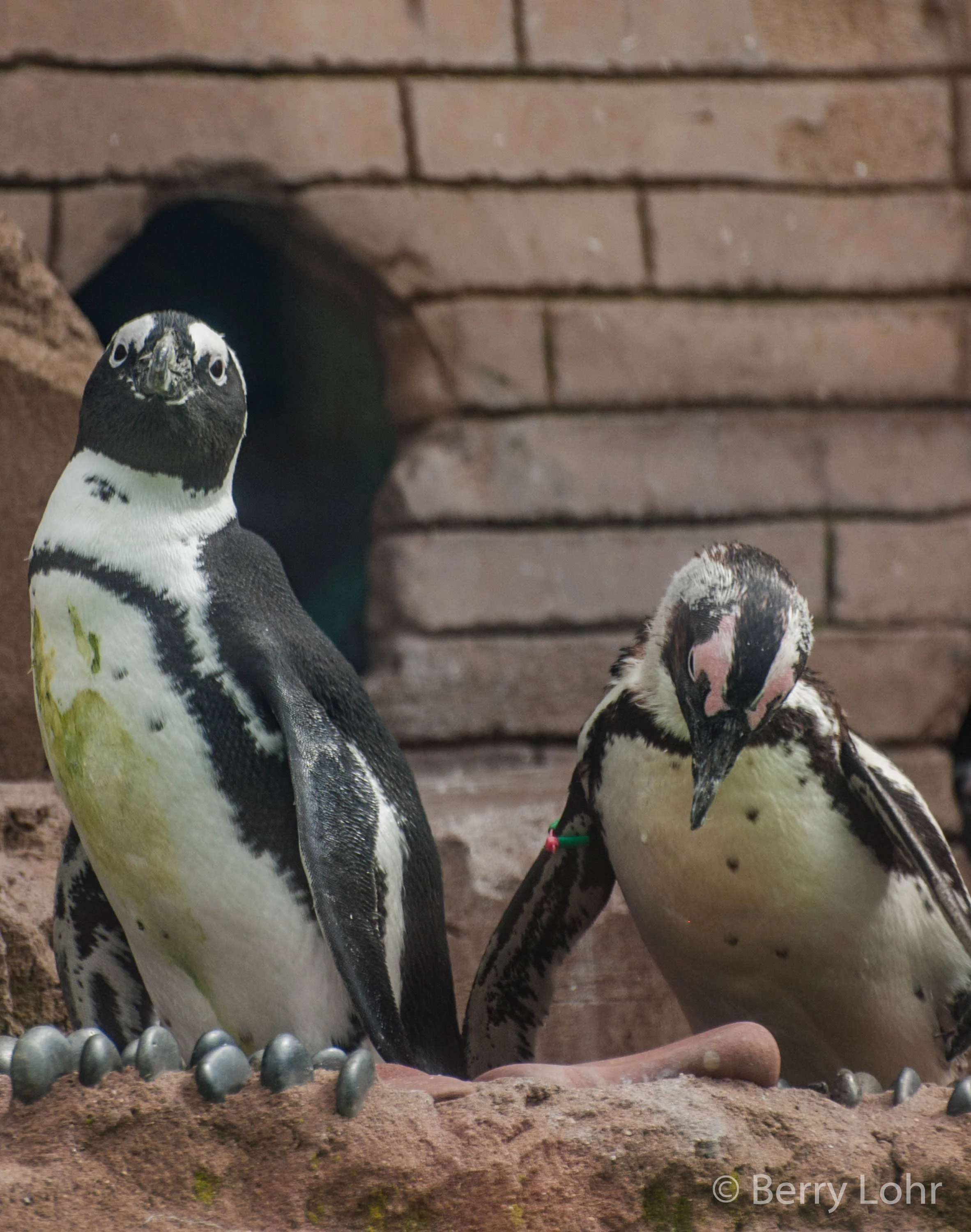 Penguins 2
