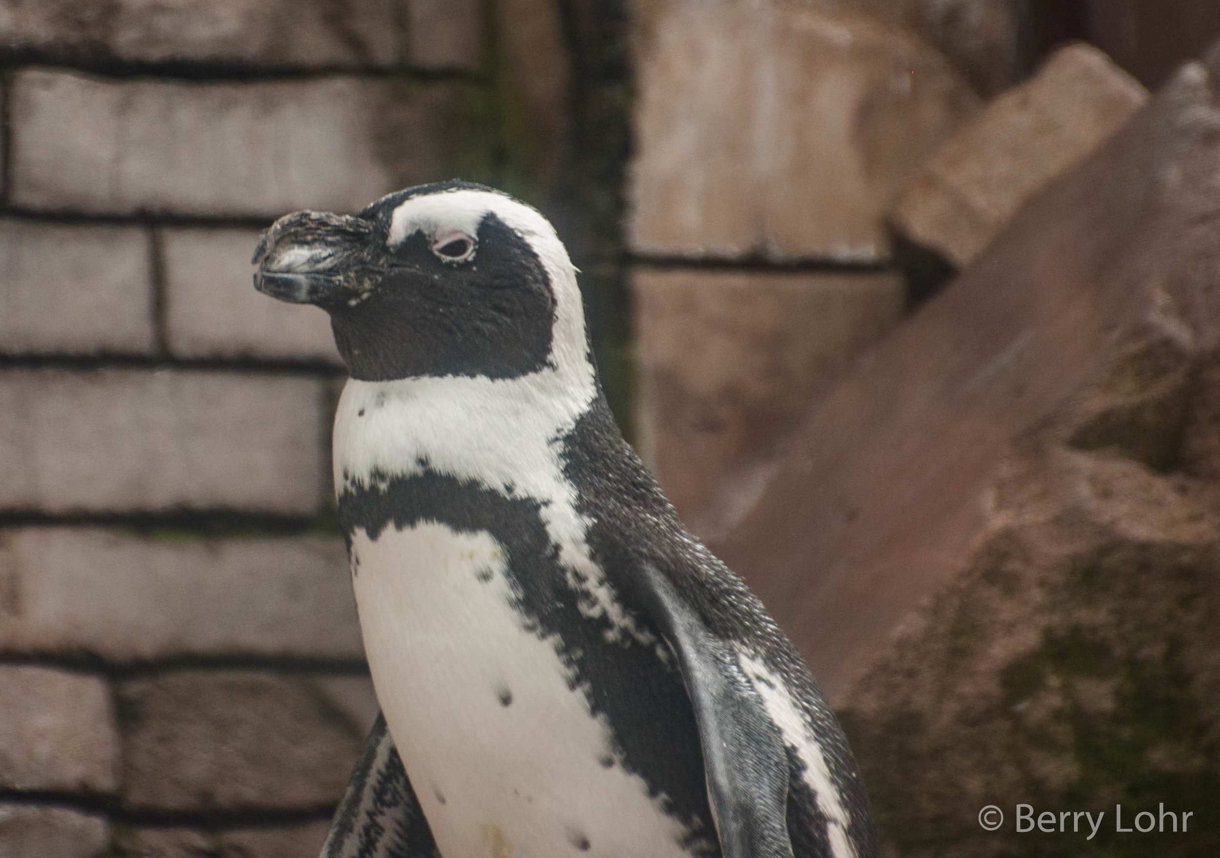 Penguins 4