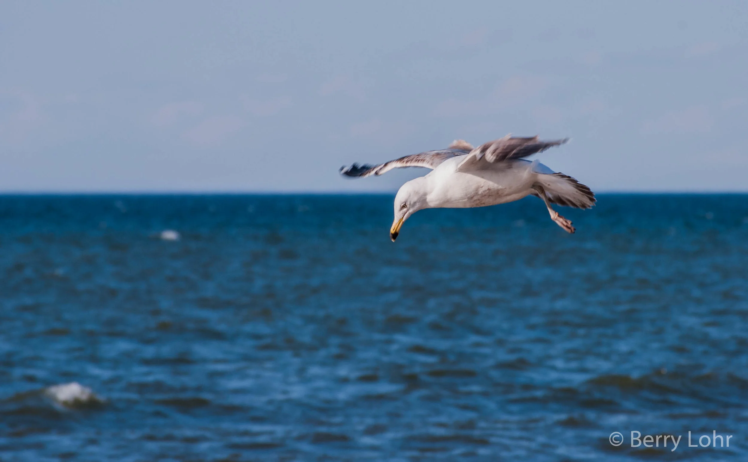 Seagull 1