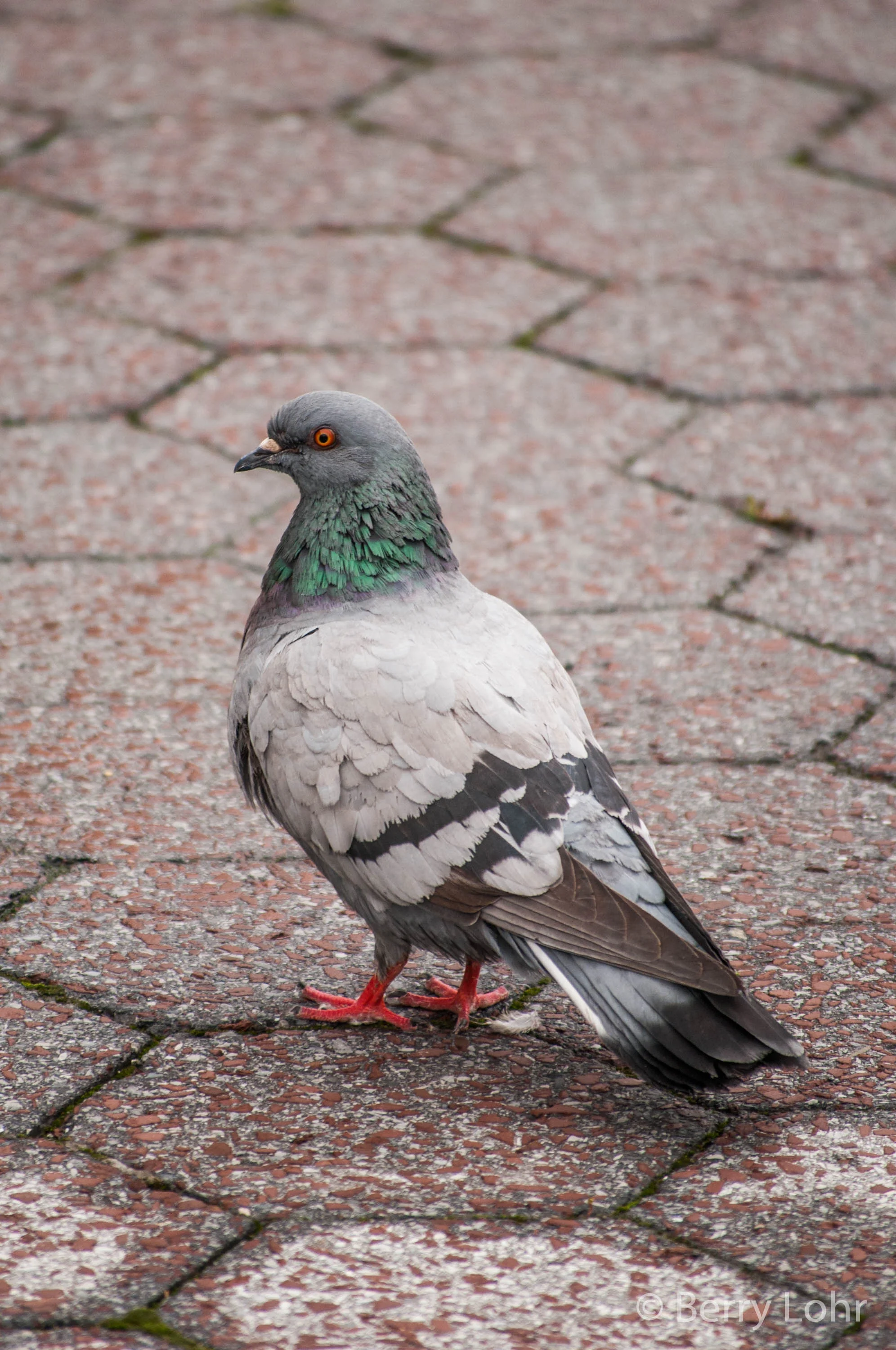 Pigeon