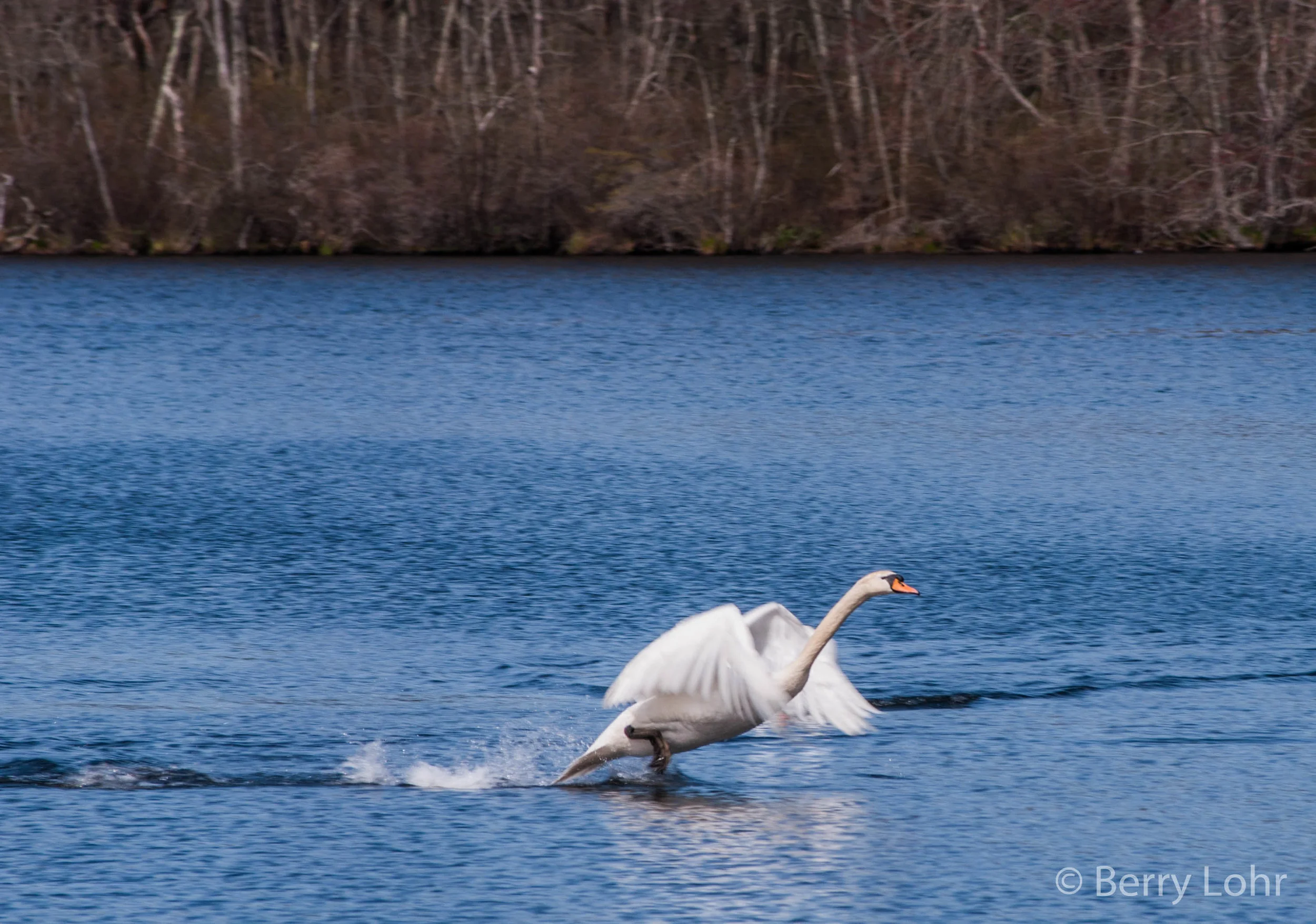 Swan 1