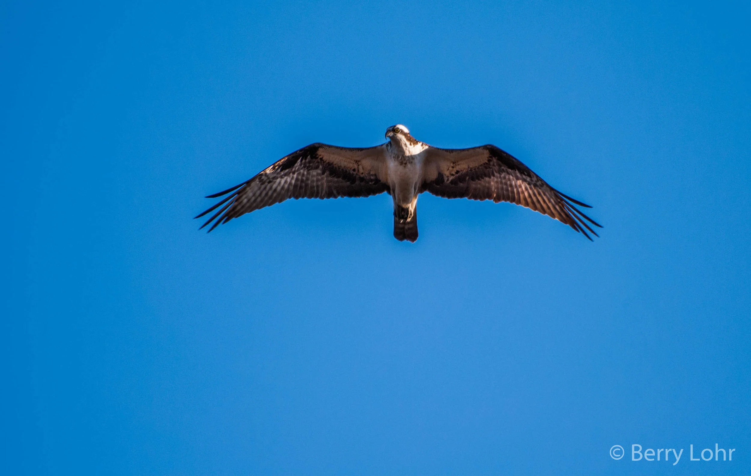 Hawk 2