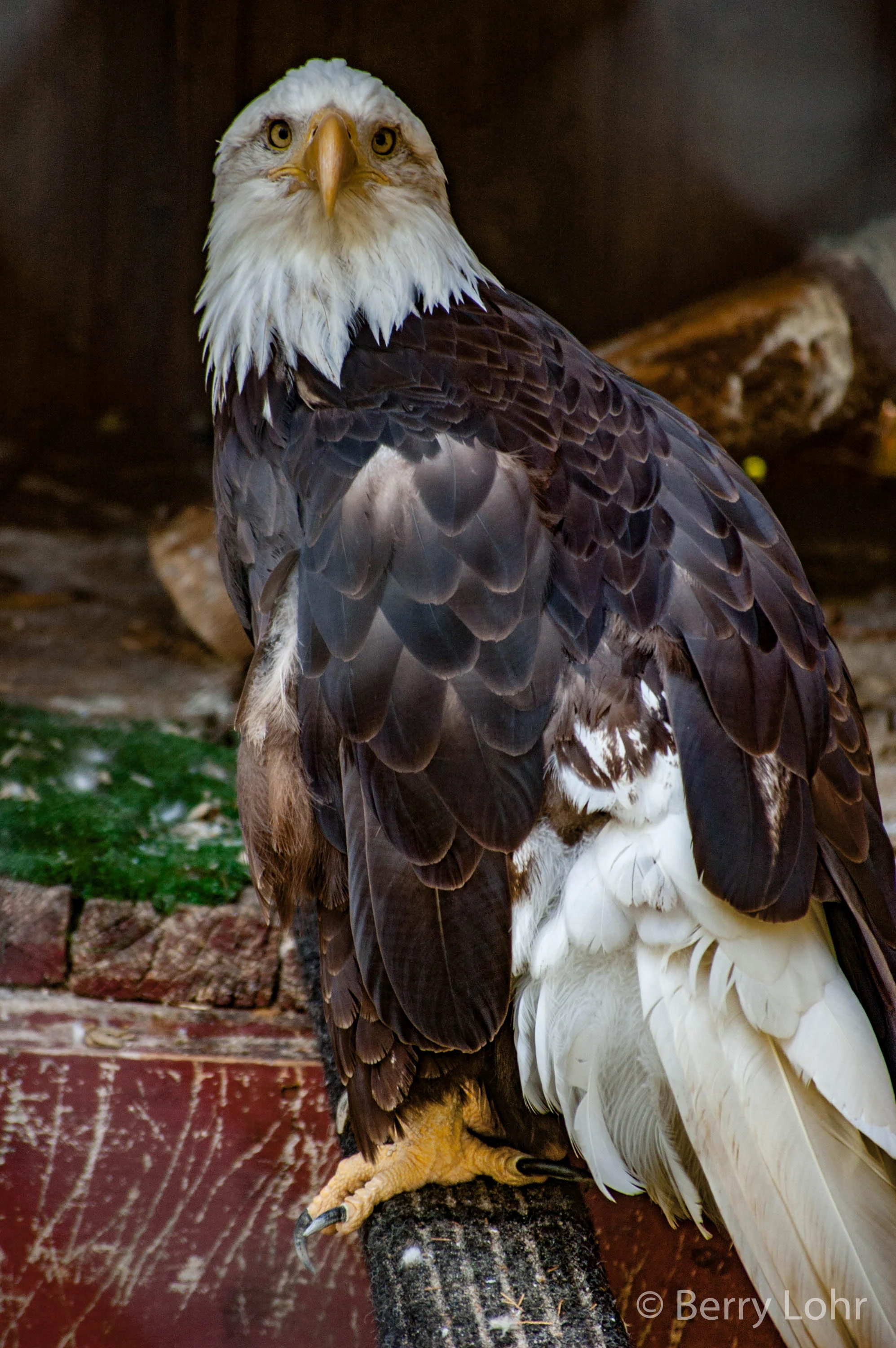 Eagle 2